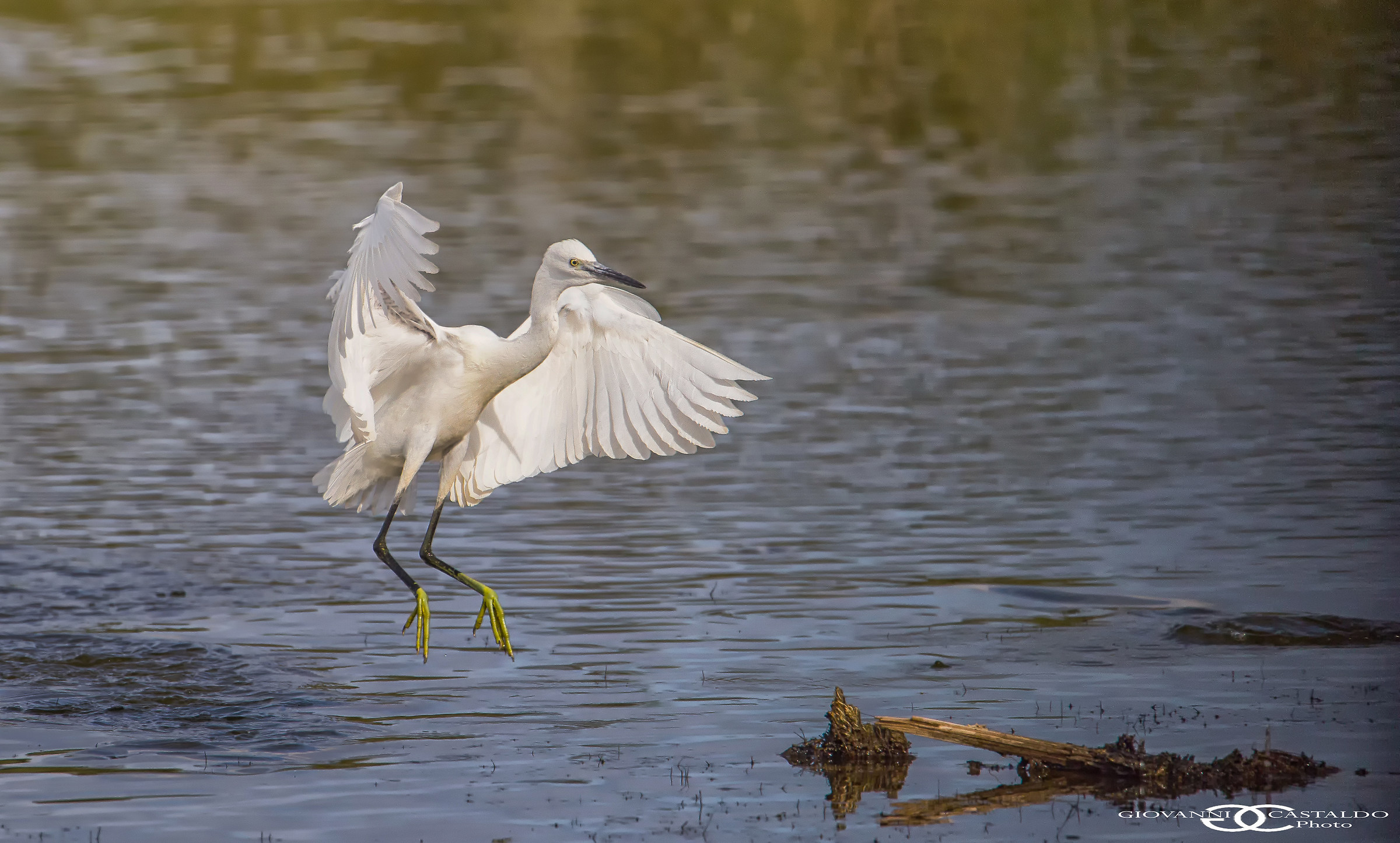 l' atterraggio della garzetta