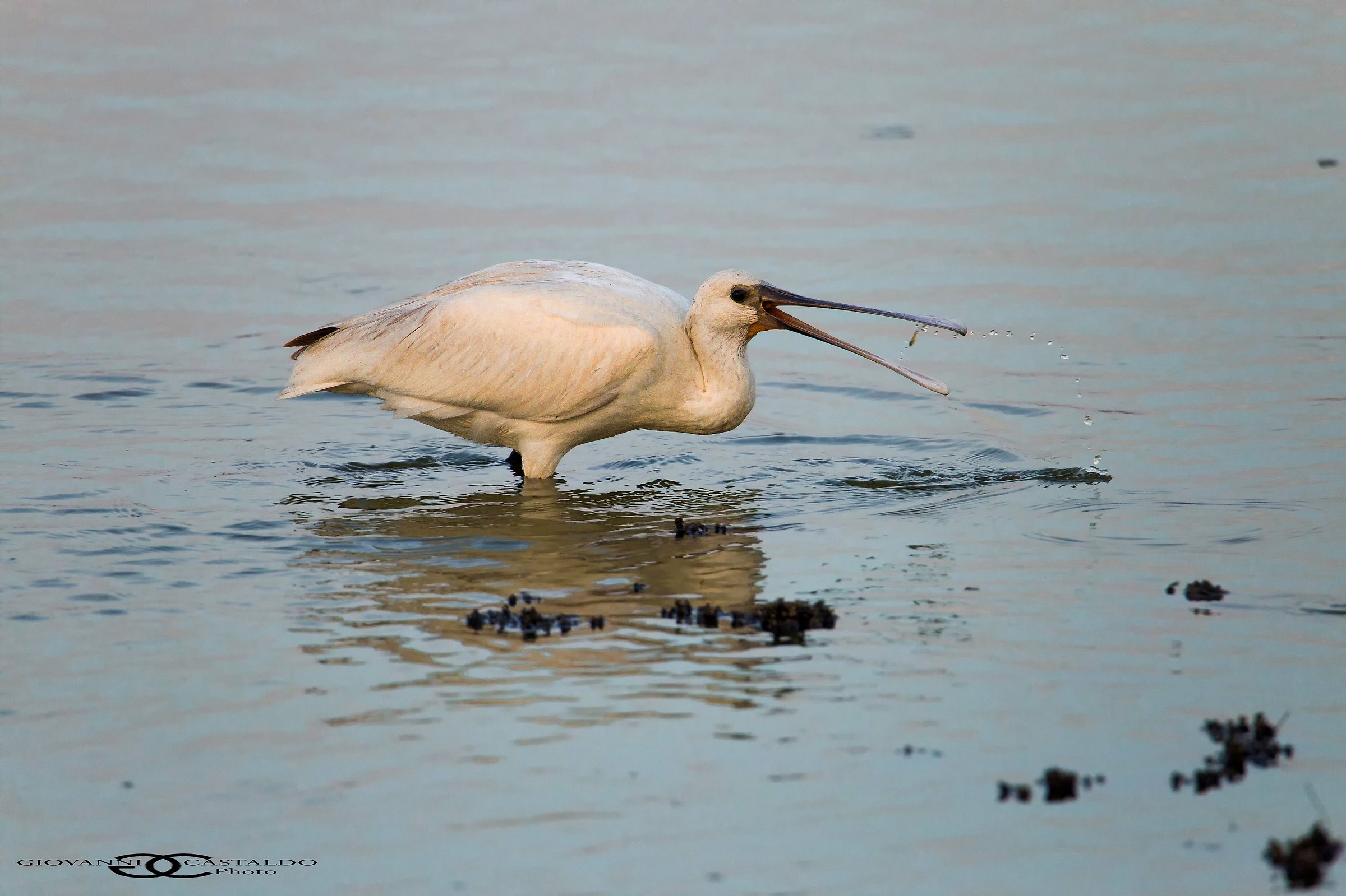 spatola con piccola preda