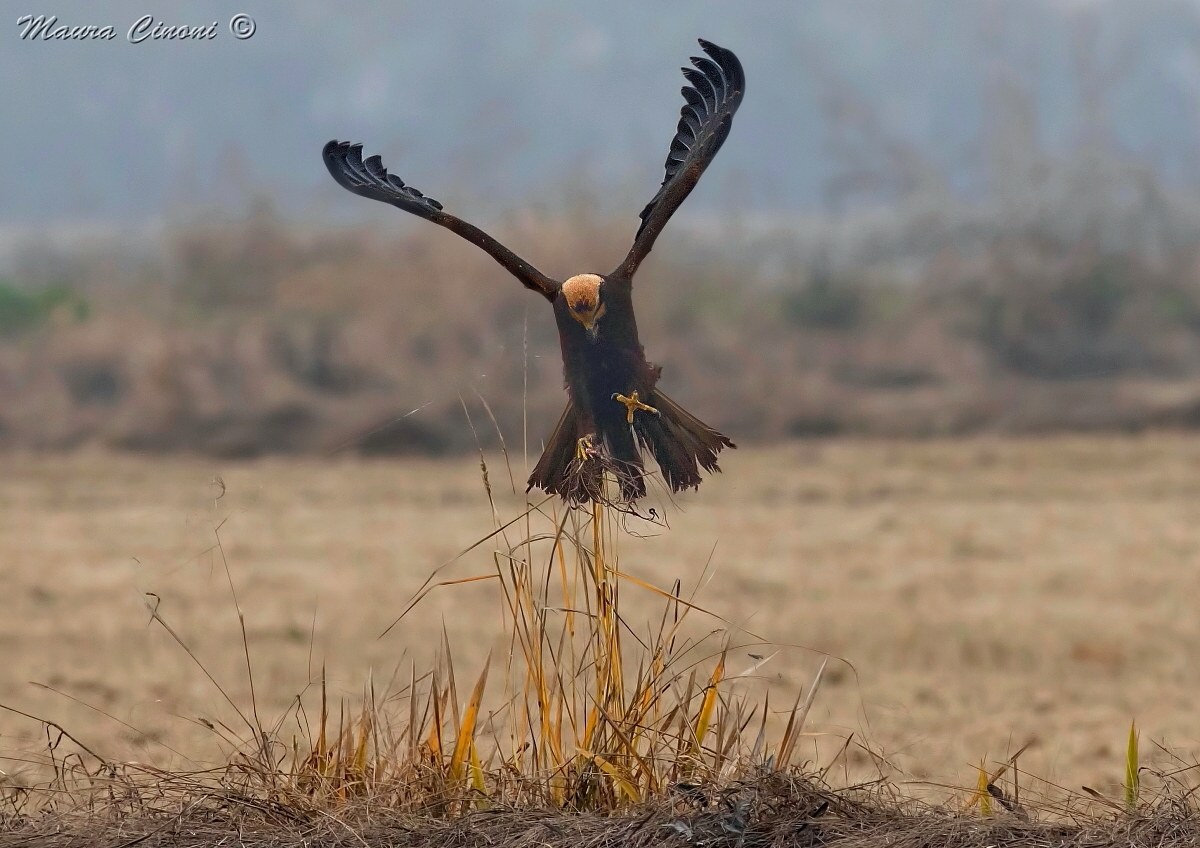Female marsh harrier