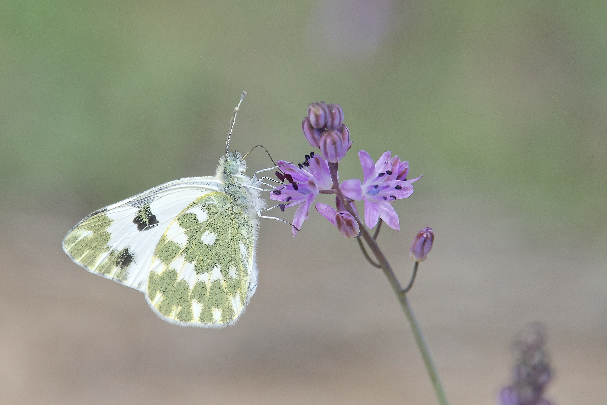 Pieris daplidice