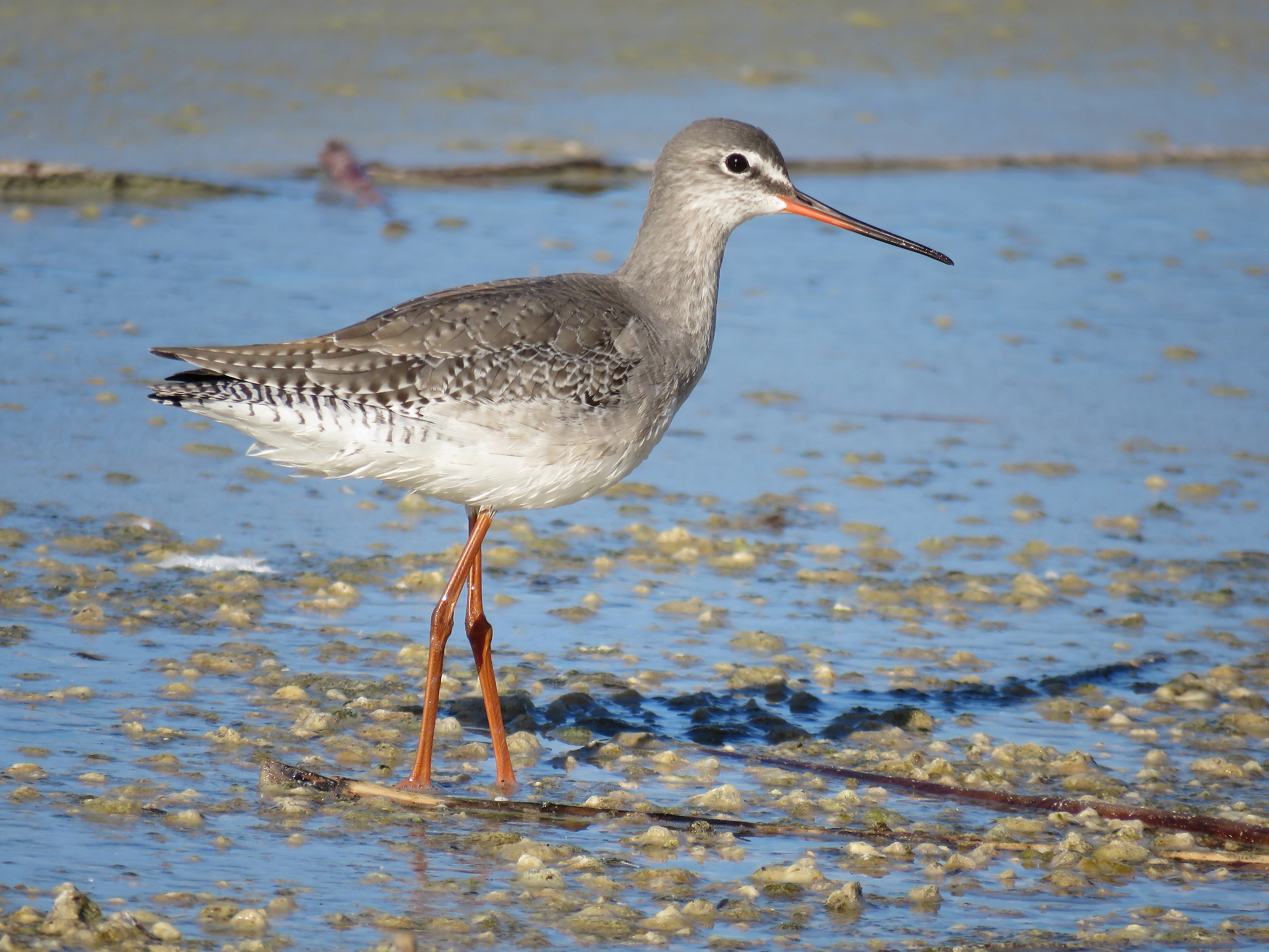 Spotted Redshank