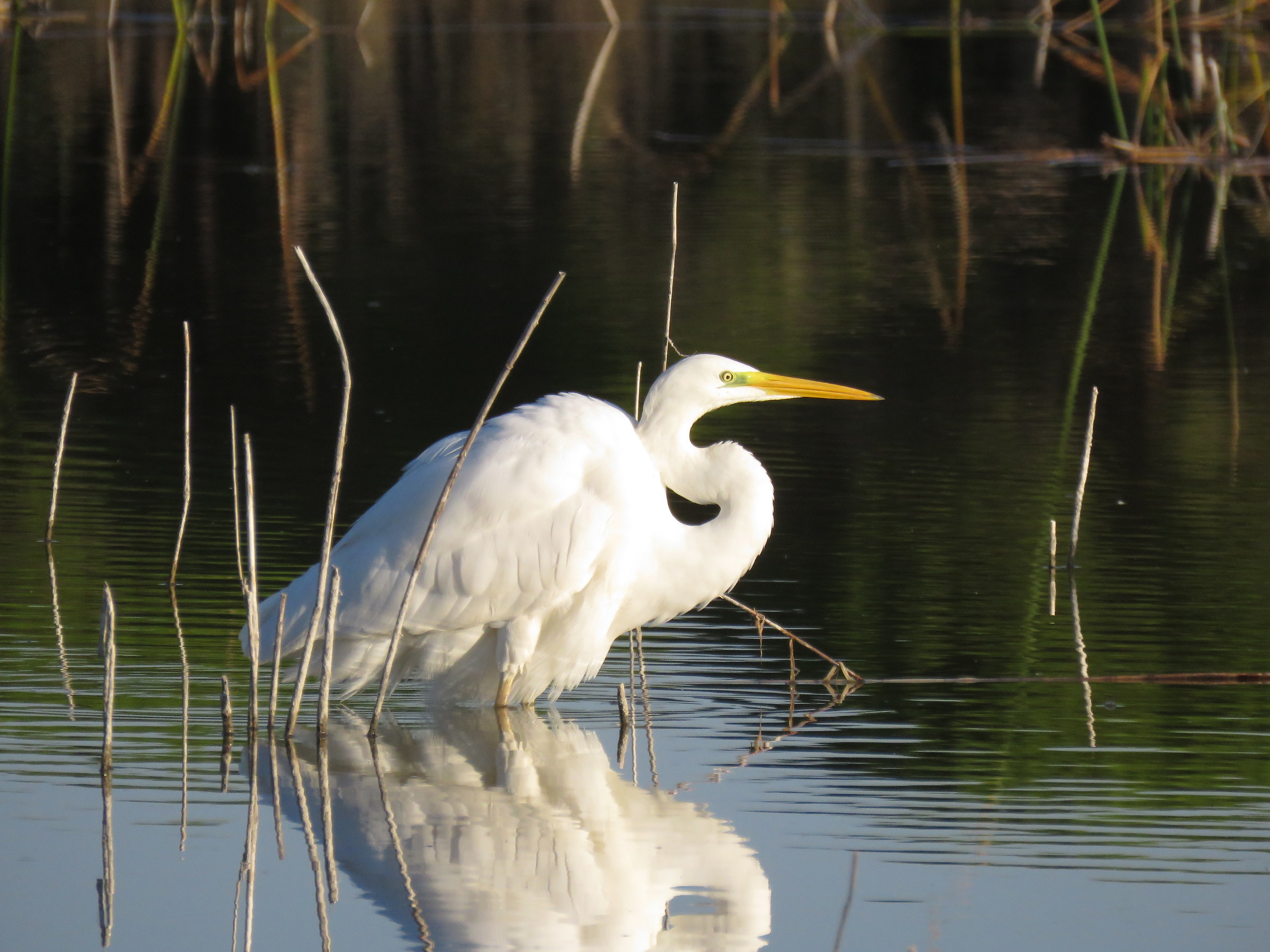 white heron