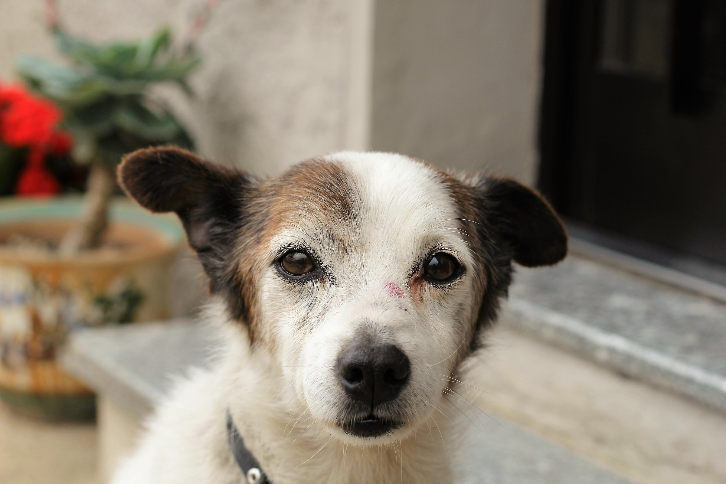 Il toby...14 anni e non sentirli....