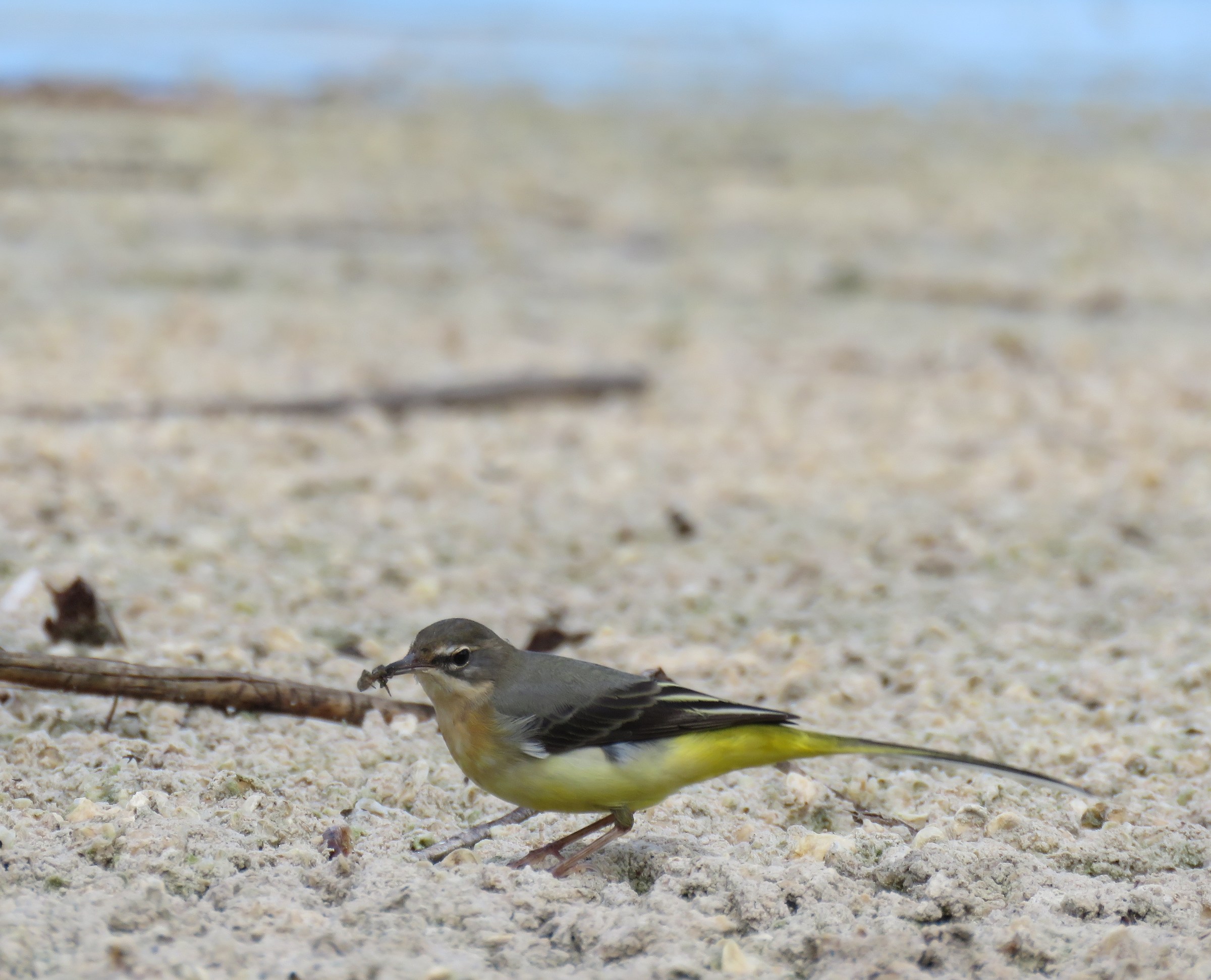 yellow wagtail