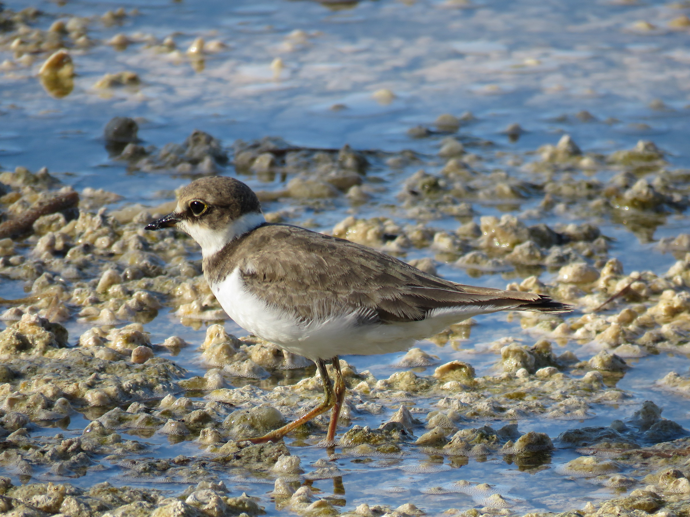 little Ringed Plover