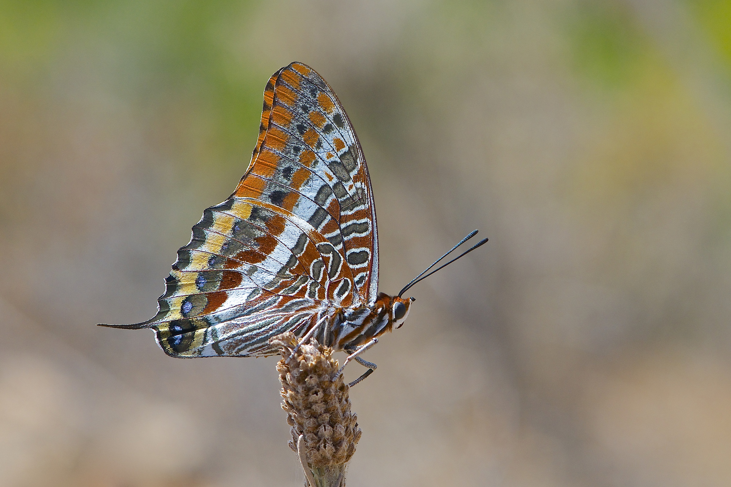 Charaxes jasius