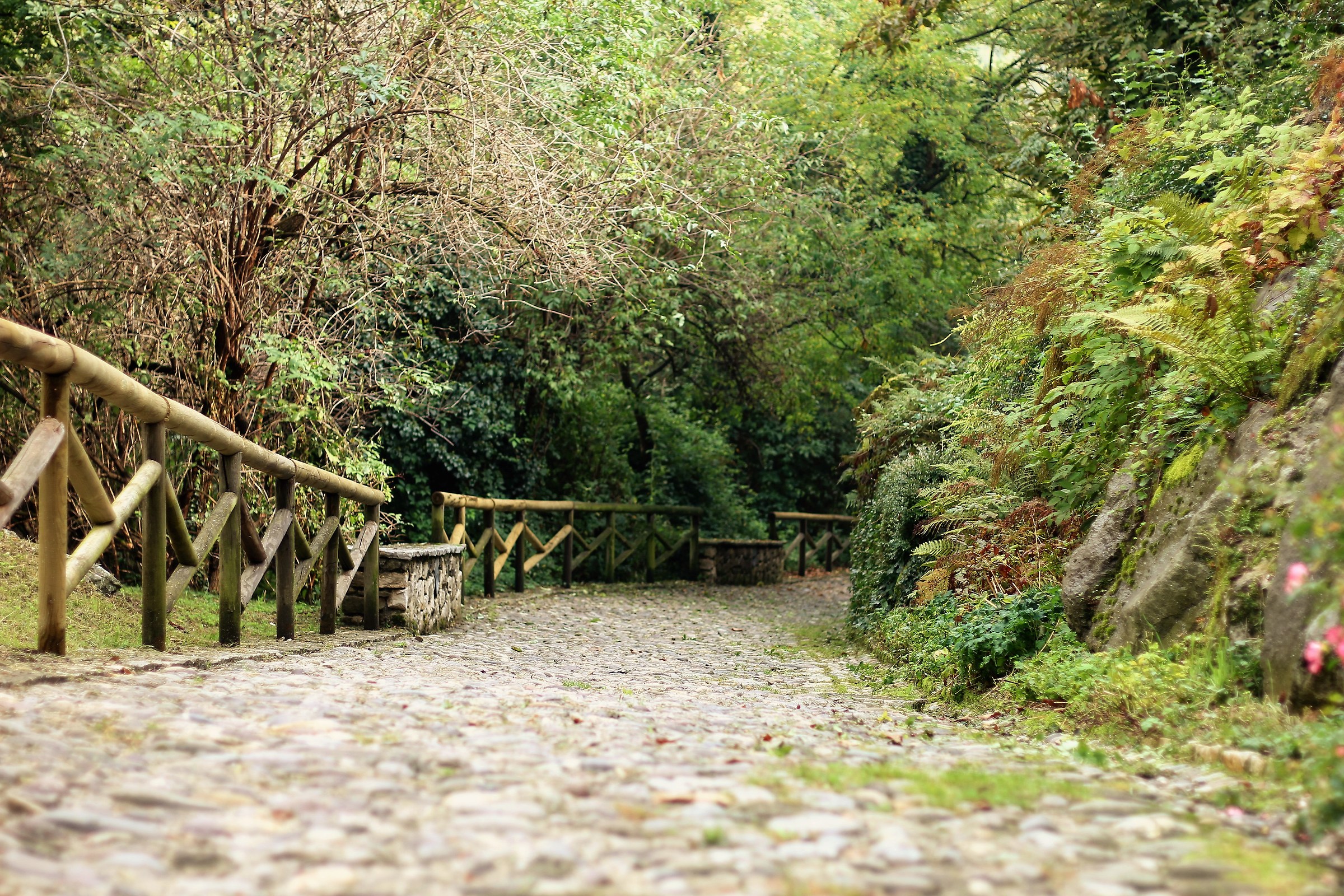Un sentiero nel bosco.....