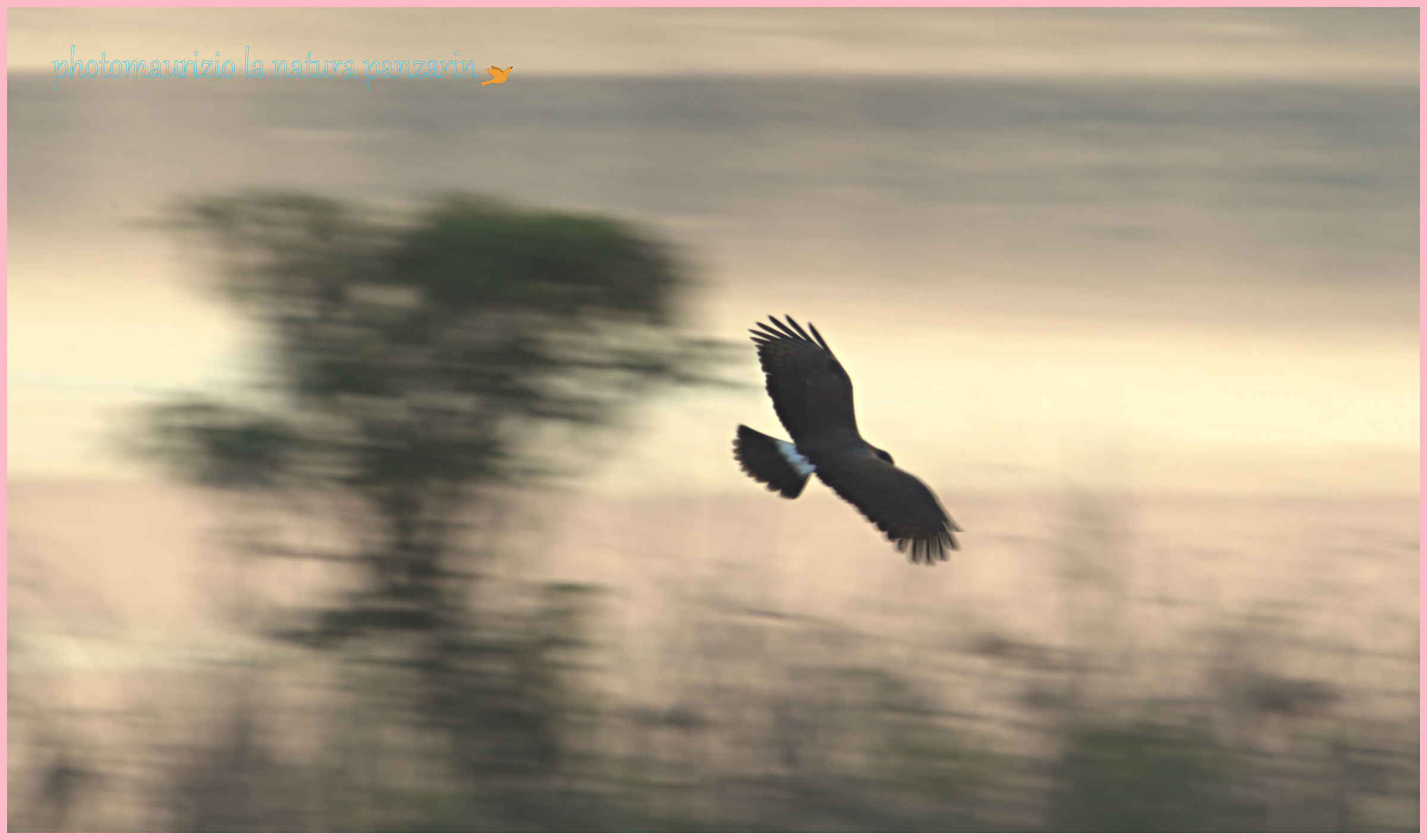 poiana nera maggiore