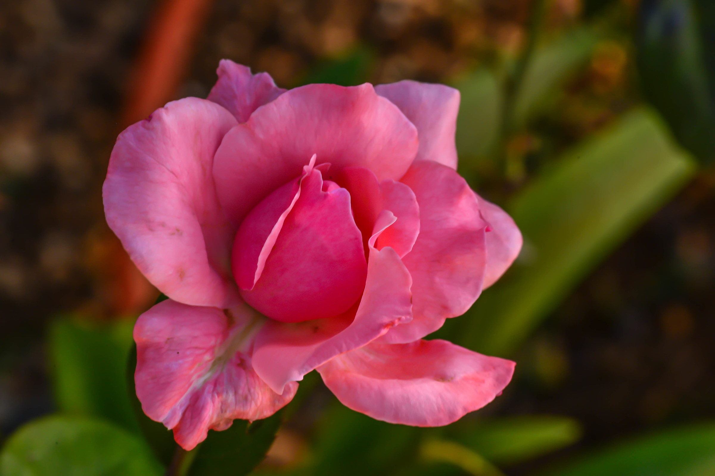 Pink Rose