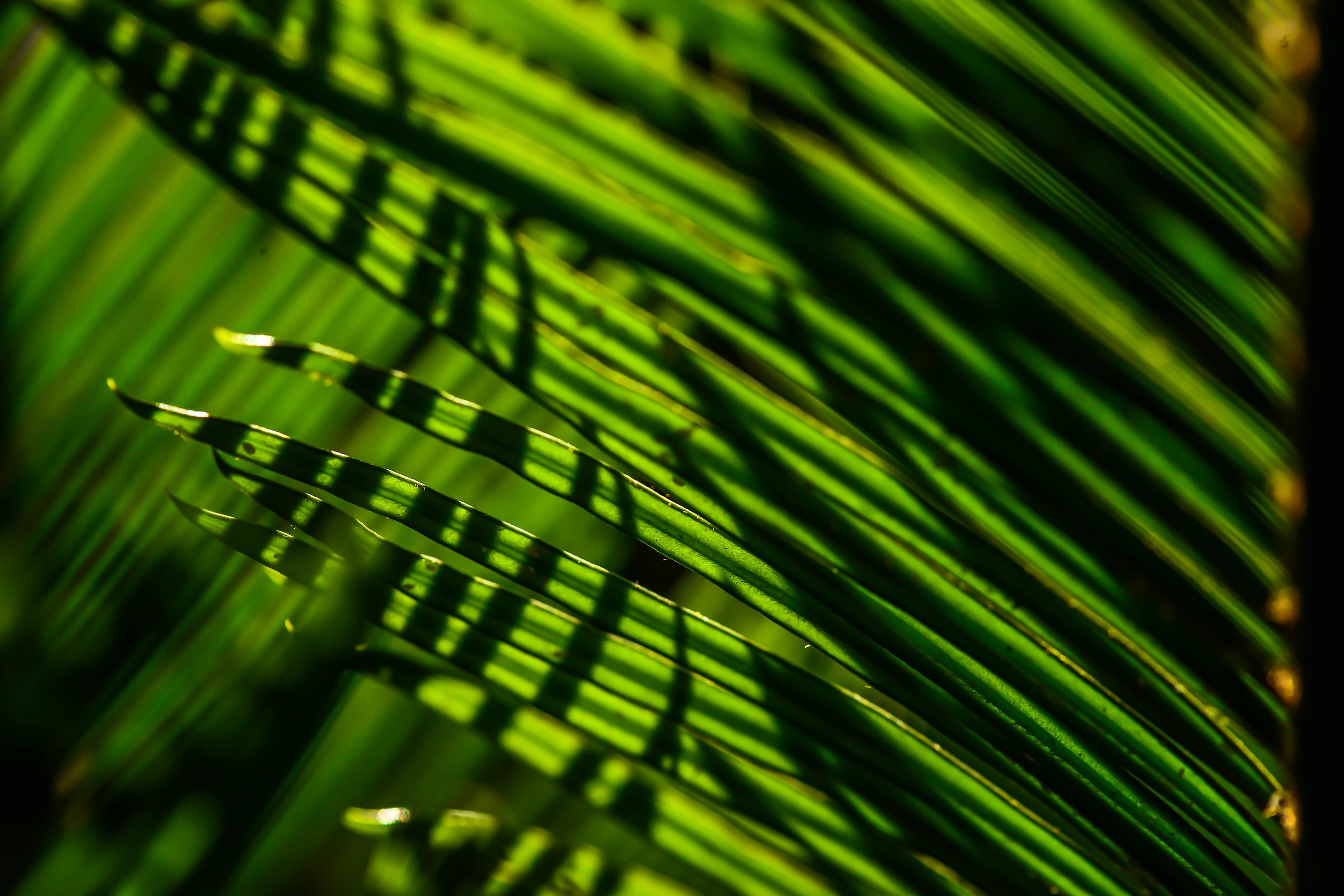 lines in Green