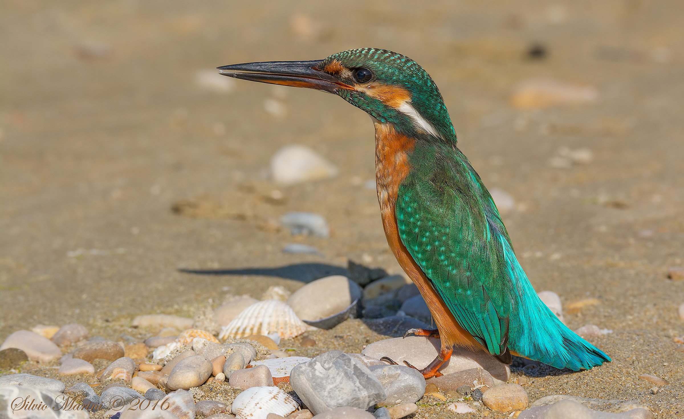 Martina la pescatrice    ( Alcedo atthis)