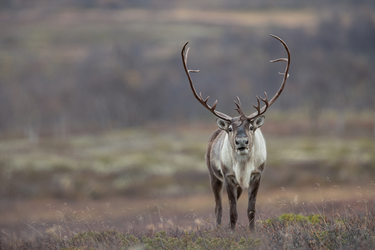 True Wild Reindeer