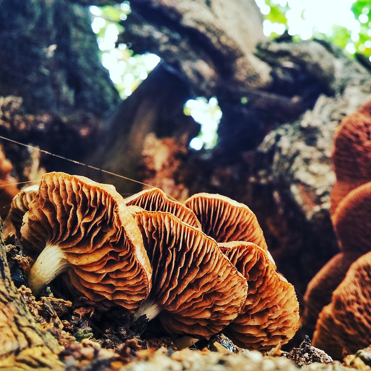 Mushrooms