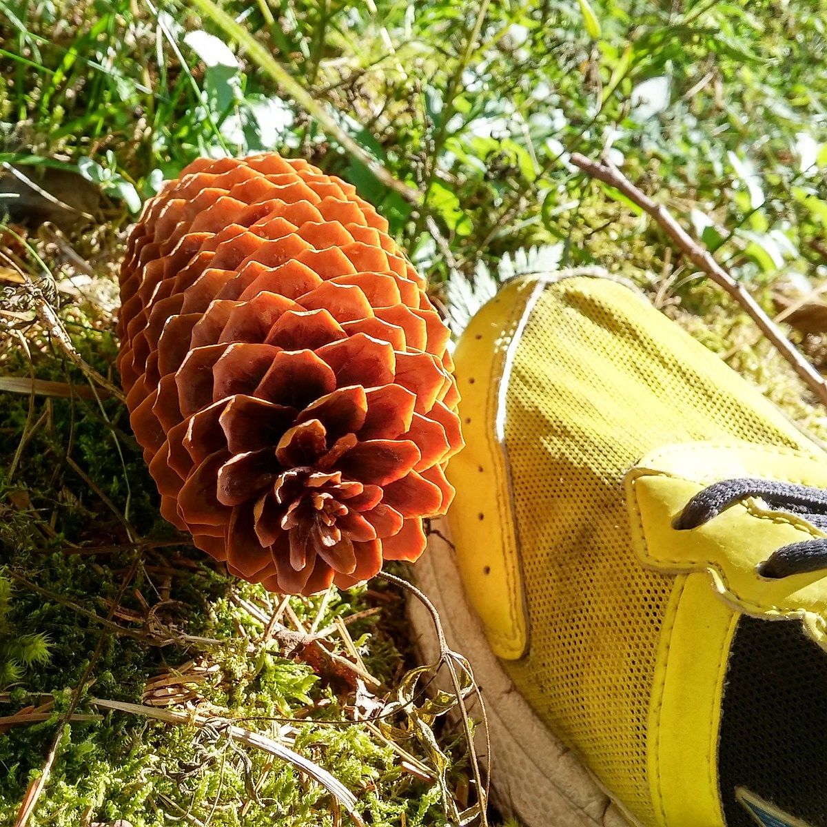 Cronache delle Mizuno gialle 3