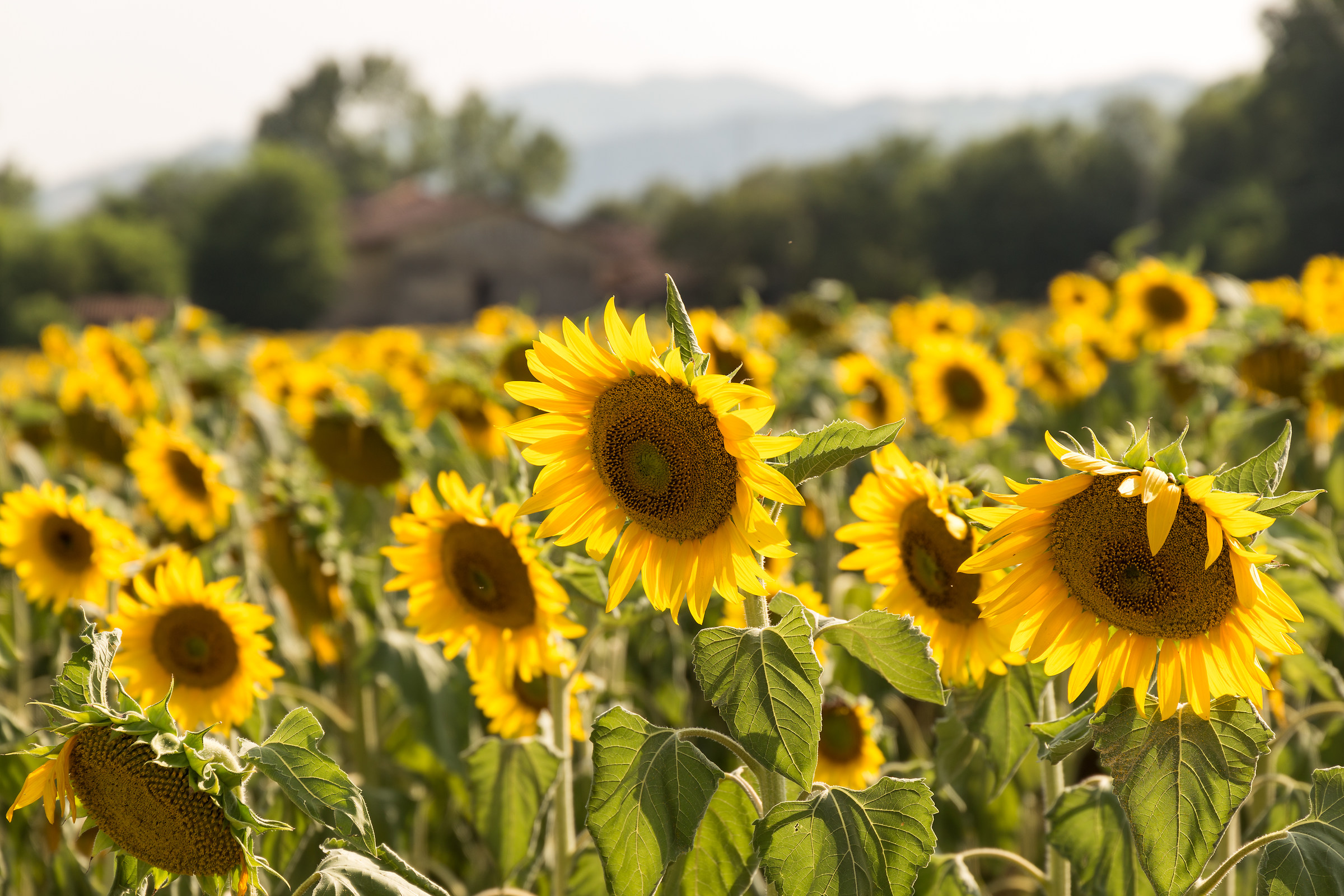 Sunflowers in the Rhine Valley