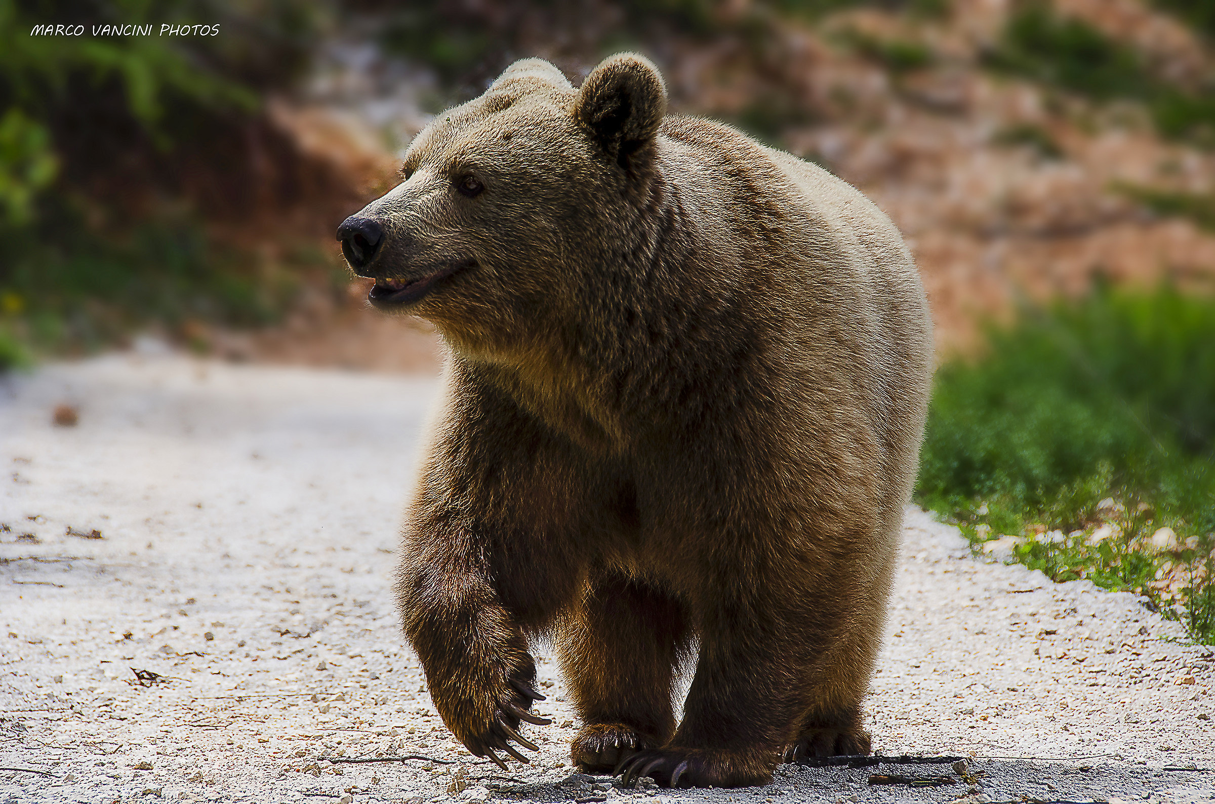 Orso marsicano
