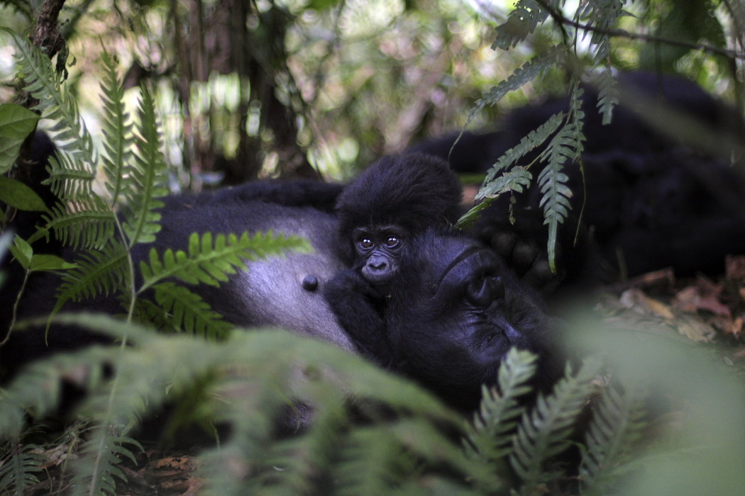 Gorillas in Bwindi