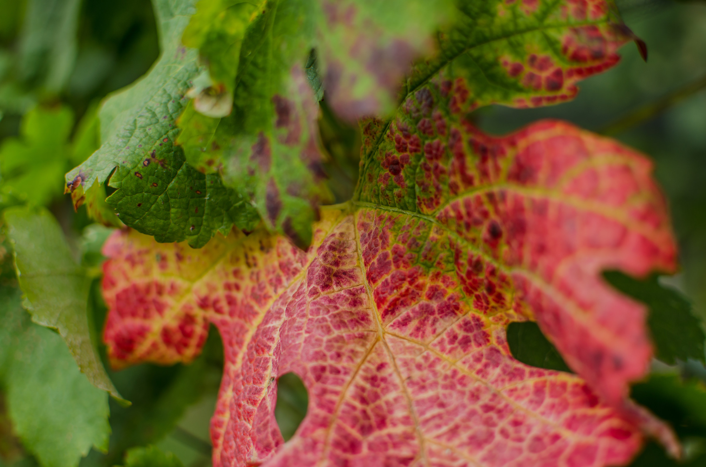 The autumn in the leaves