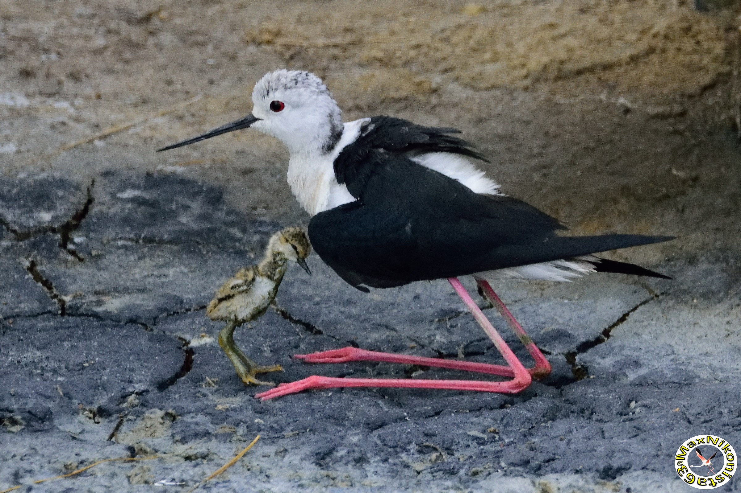 Mom and pullo knight of Italy