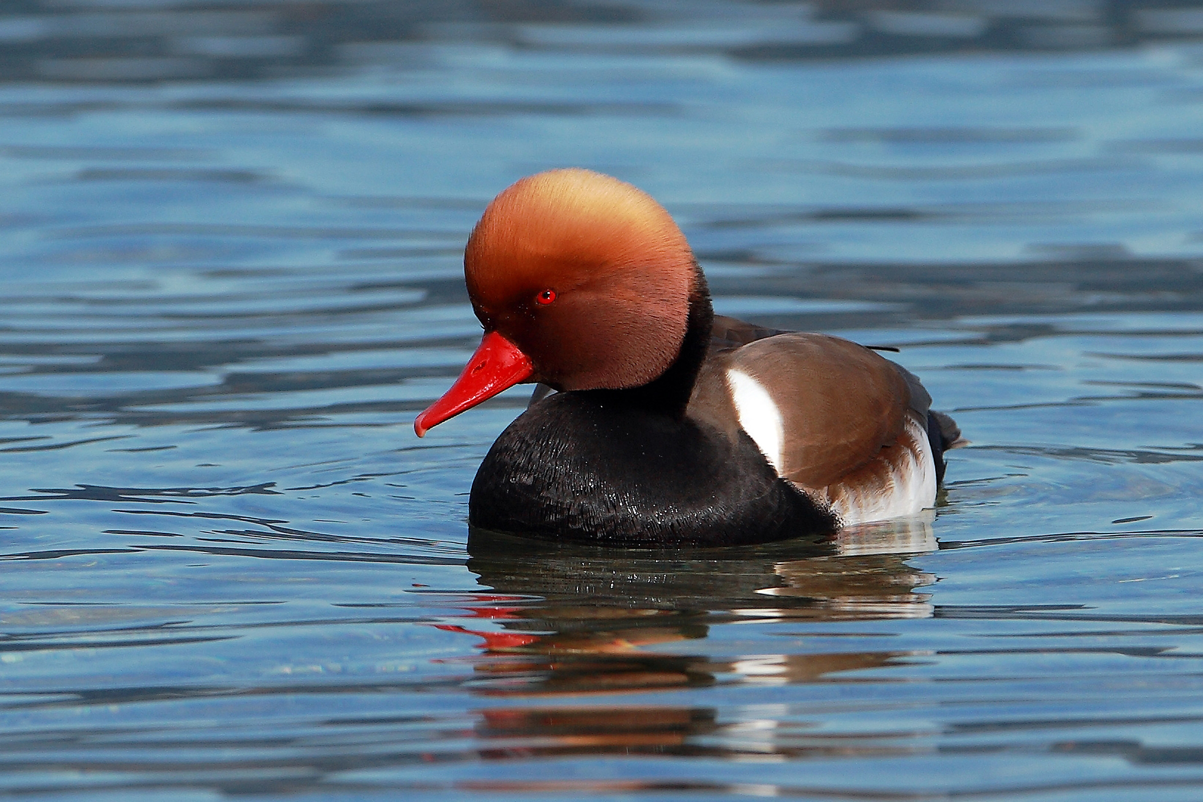 Fistione turco in parata