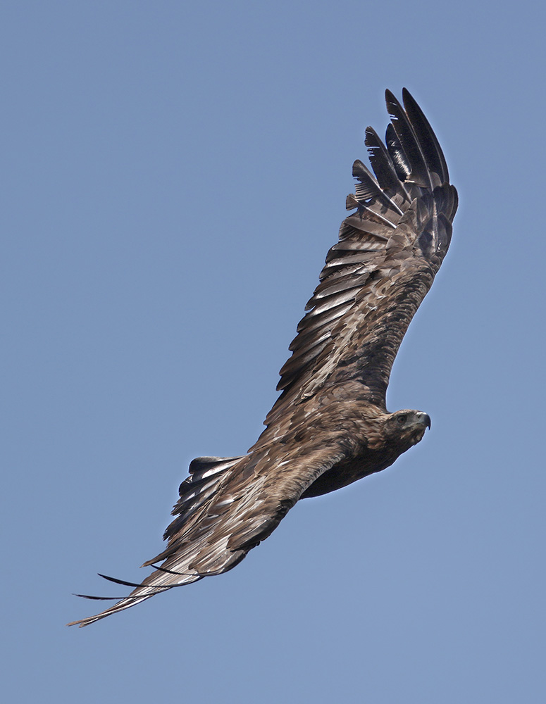 Adult golden eagle