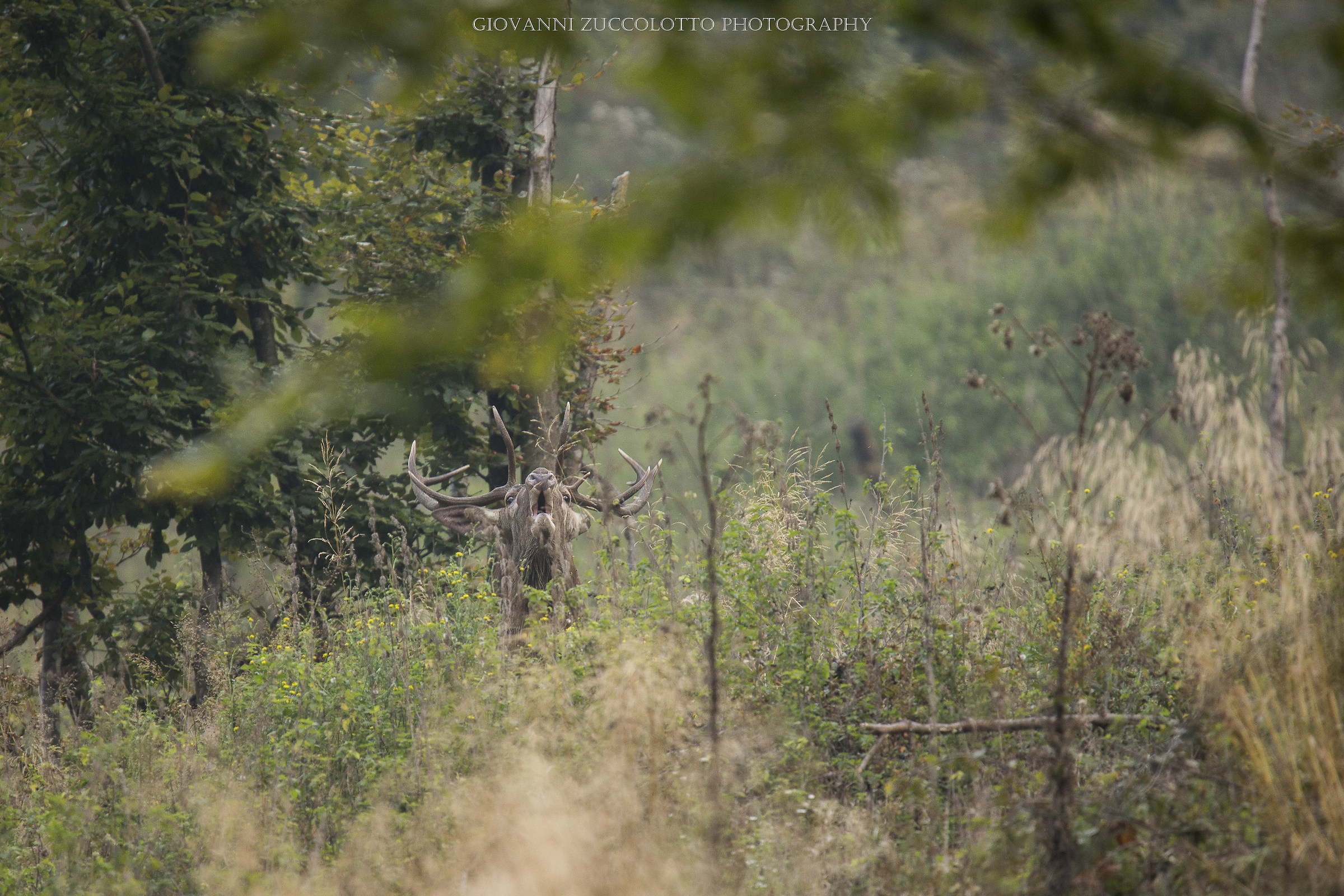 Belling 2016 | Belluno Pre-Alps