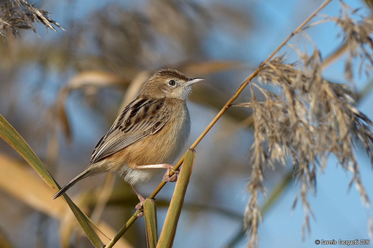 Incontro nel canneto