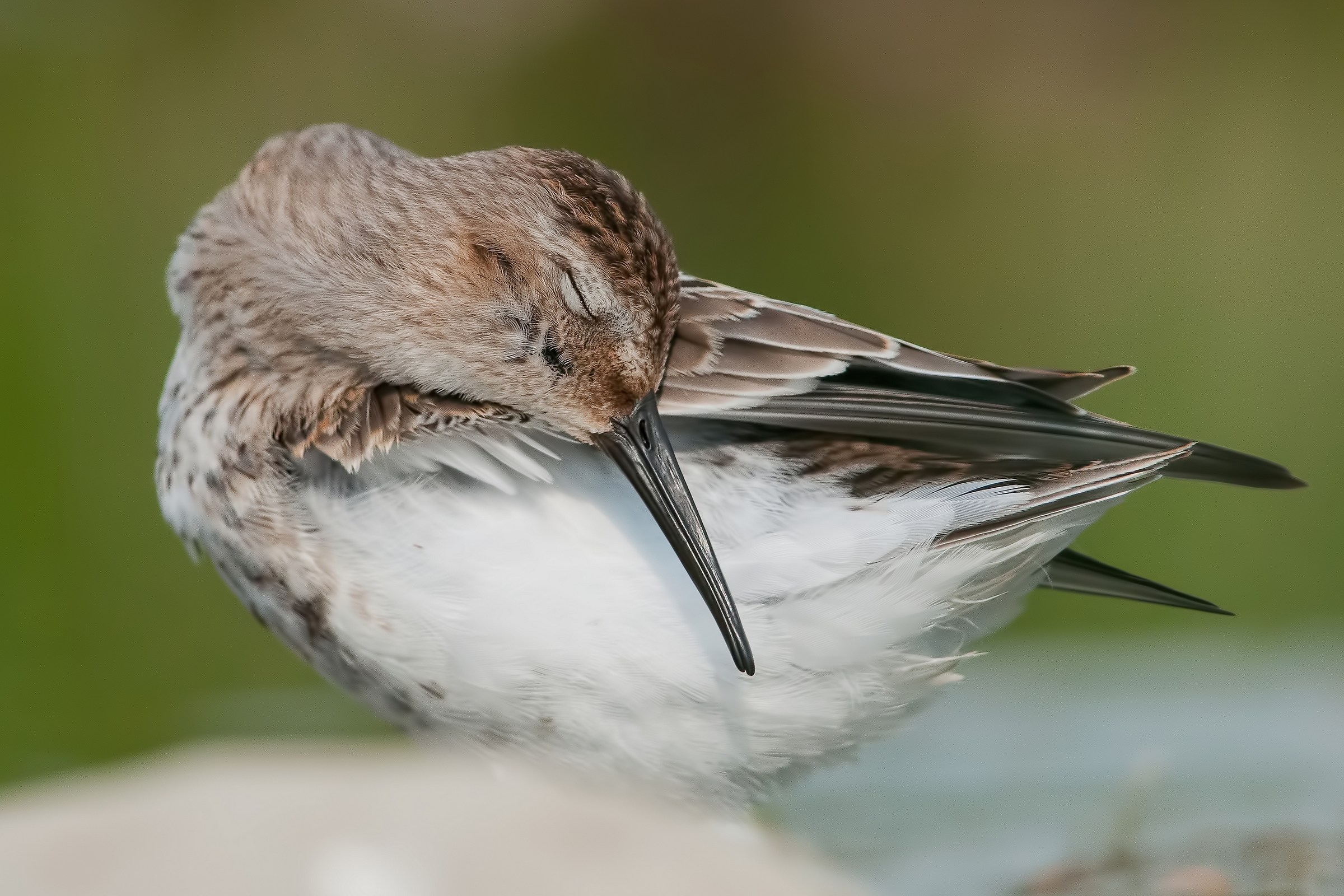 dunlin
