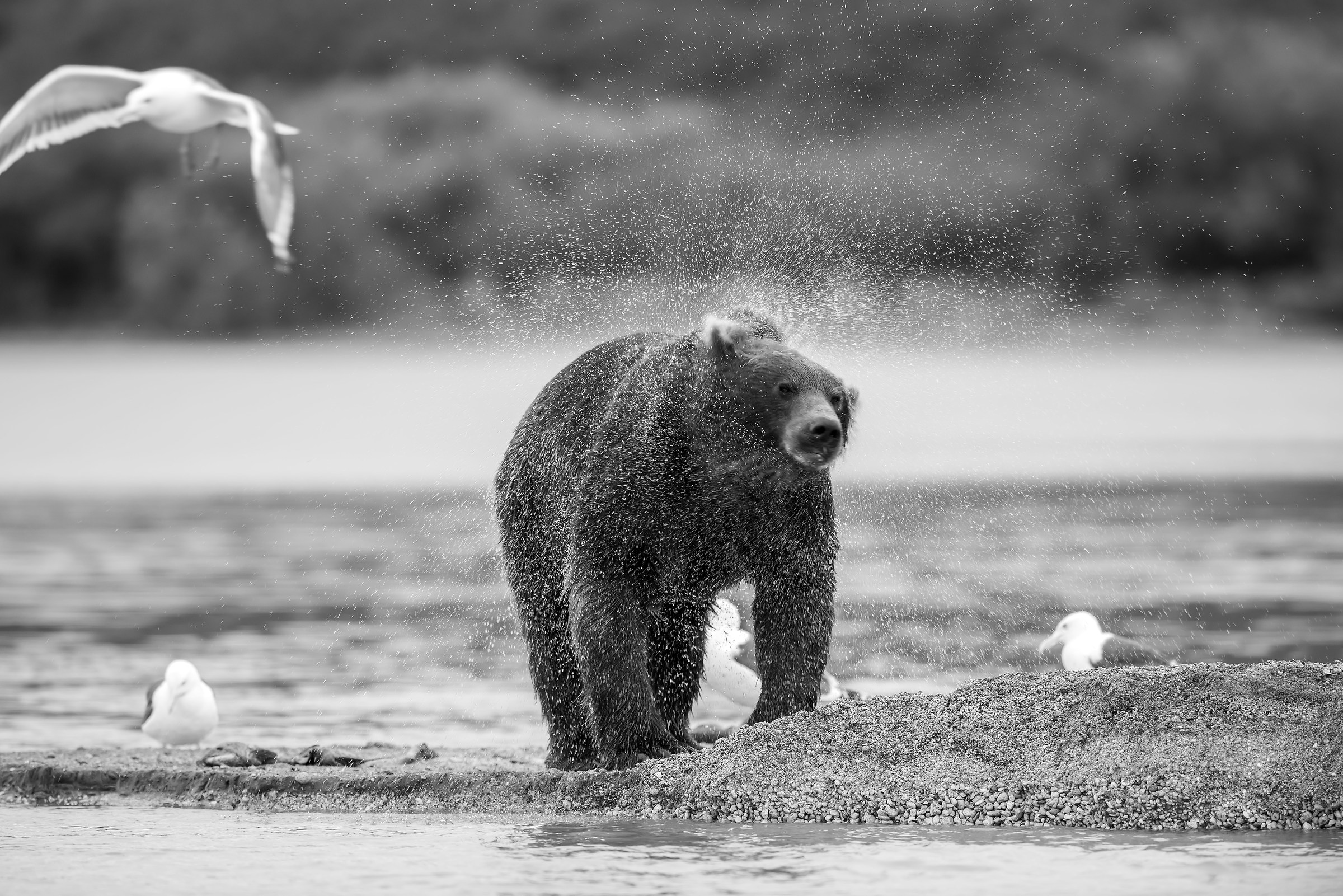 Kamchatka 2016 - B&W