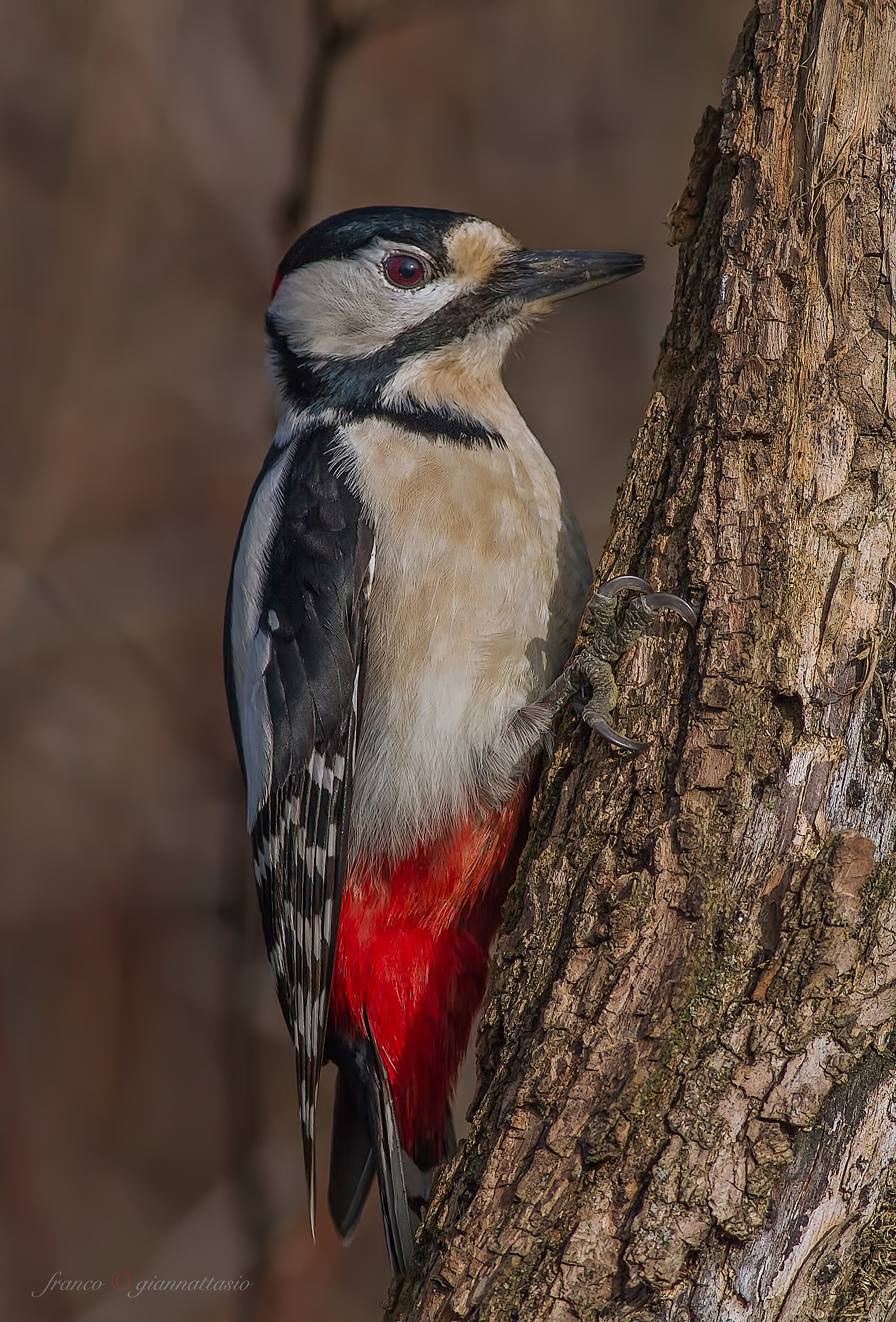 Spotted Woodpecker.