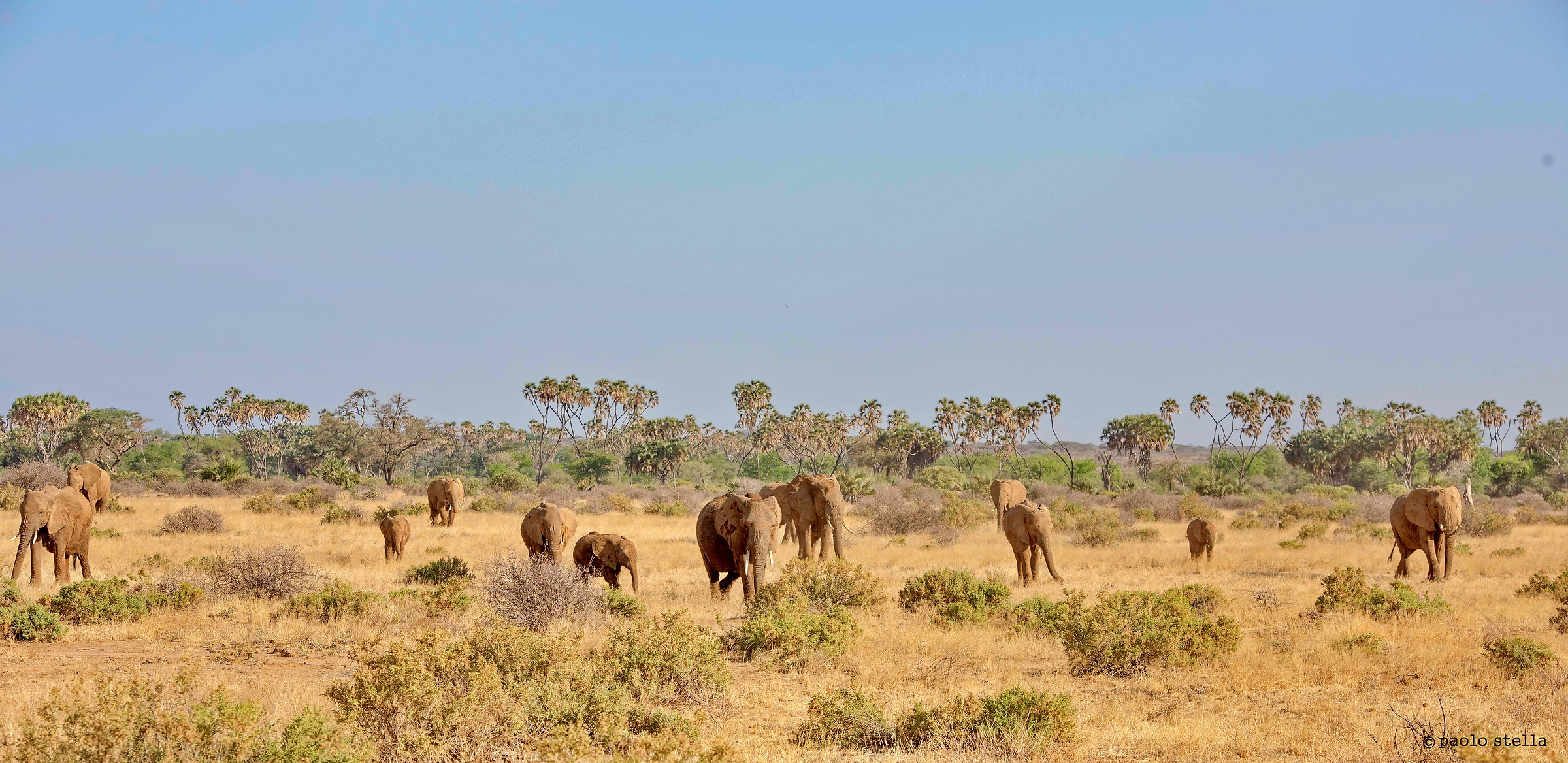 gli elefanti di Samburu