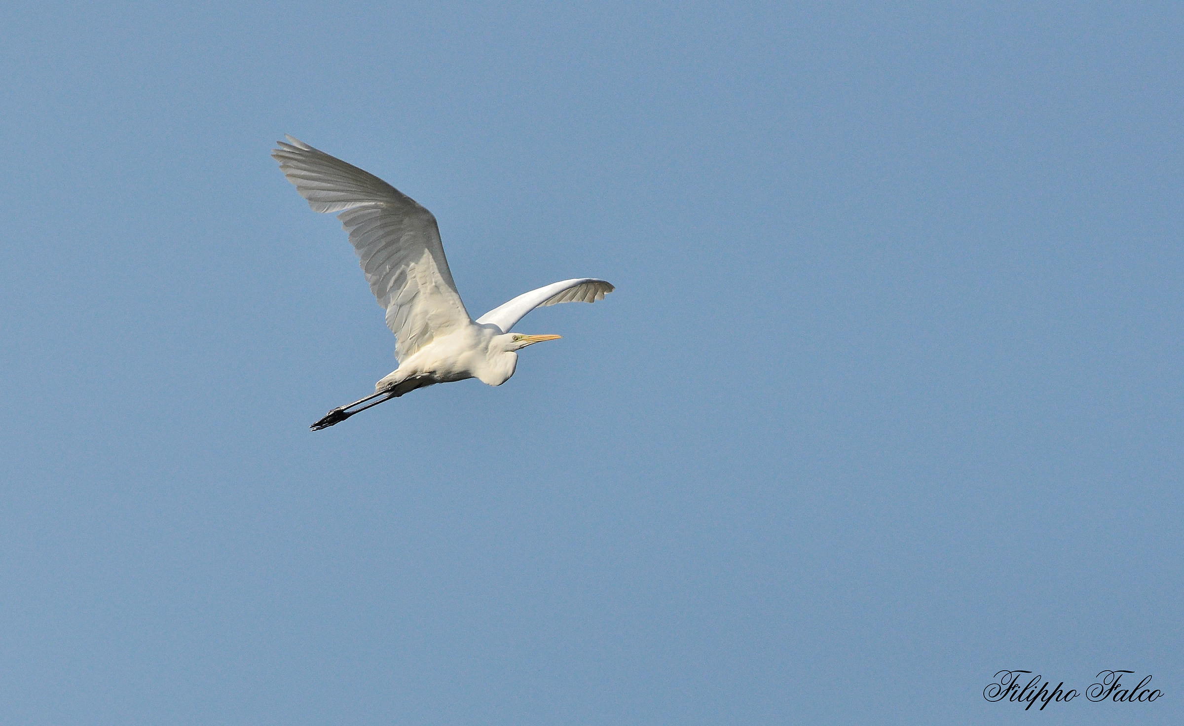 Airone Bianco Maggiore al volo.