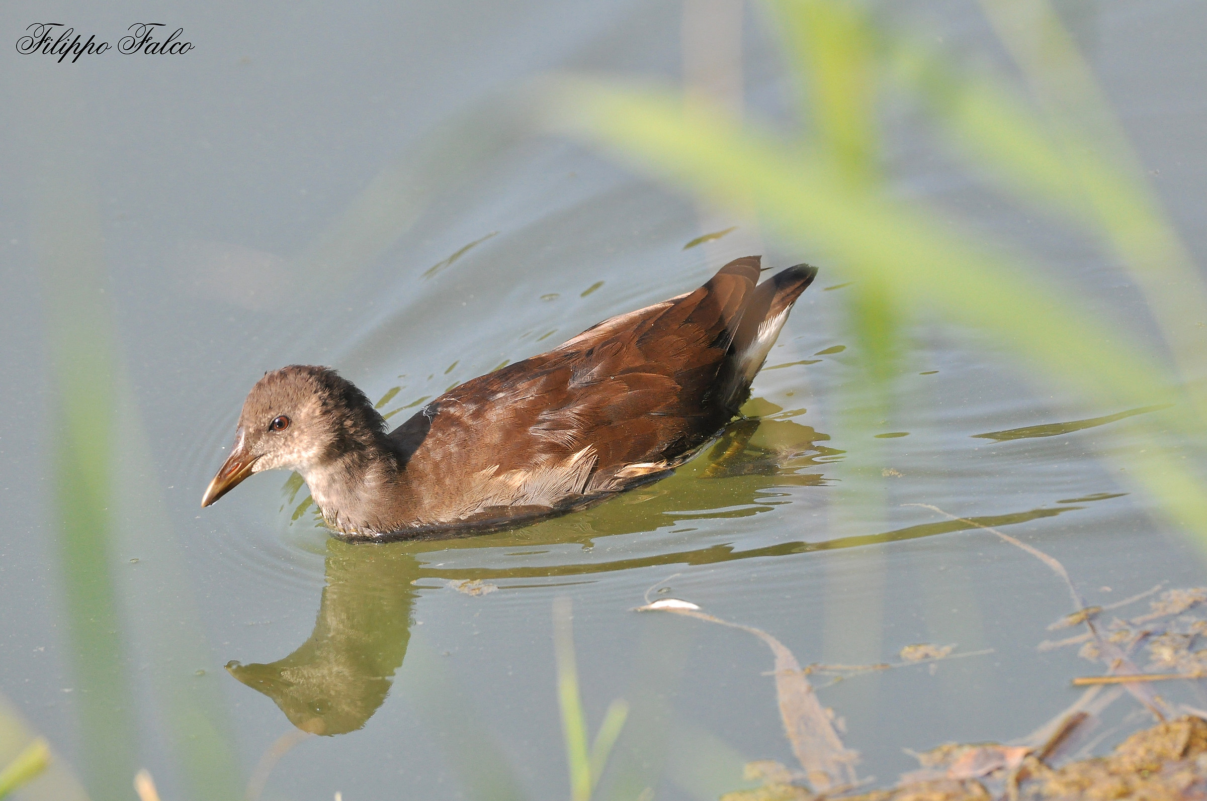 Piccolo di Gallinella d'acqua
