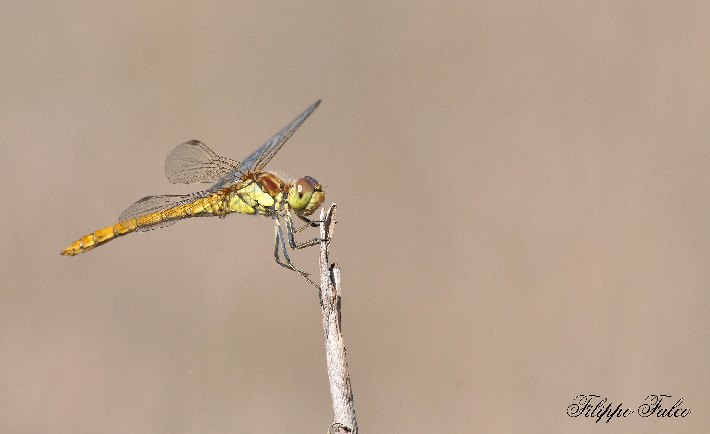 Dragonfly