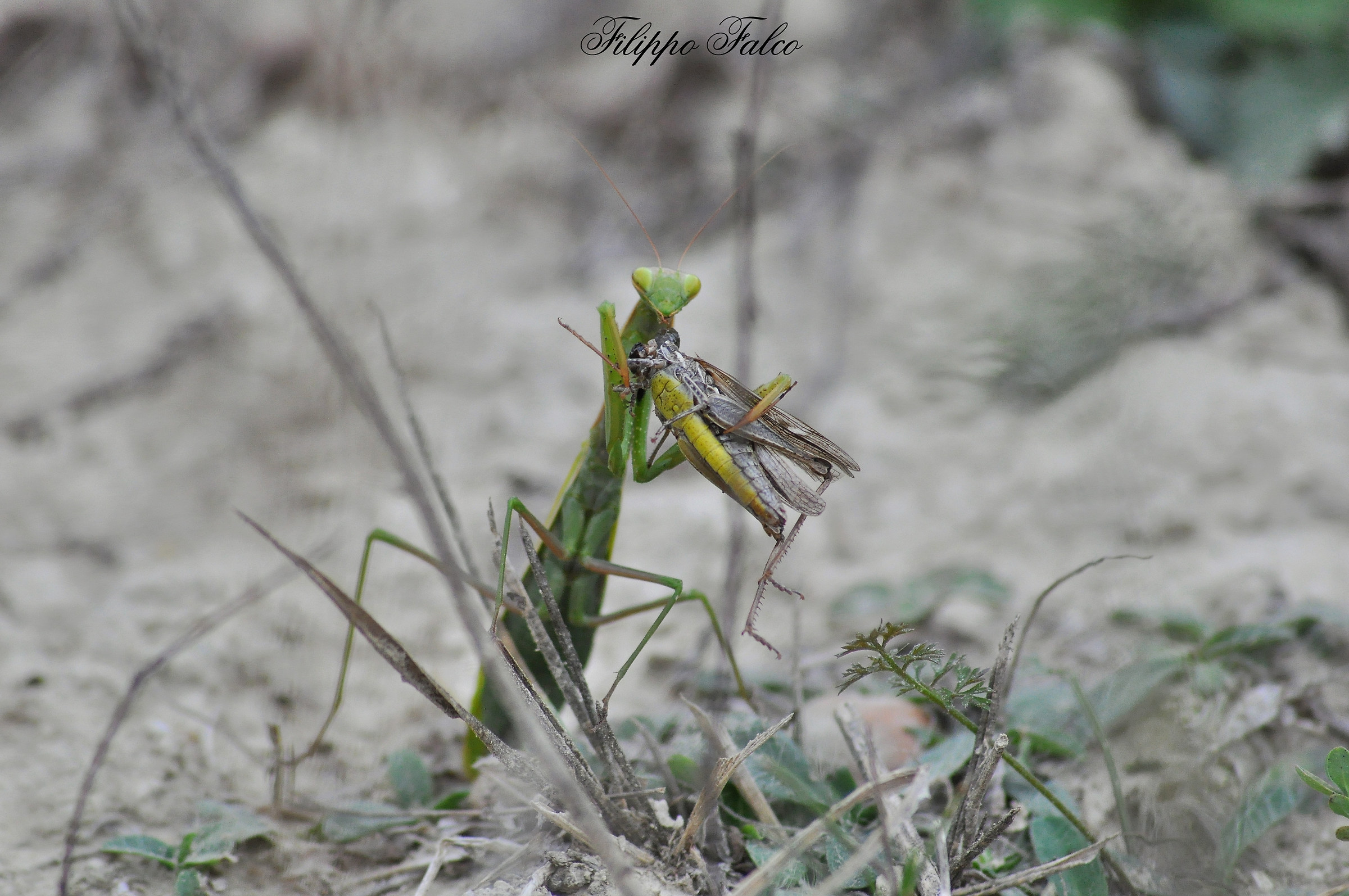 Mantis with prey