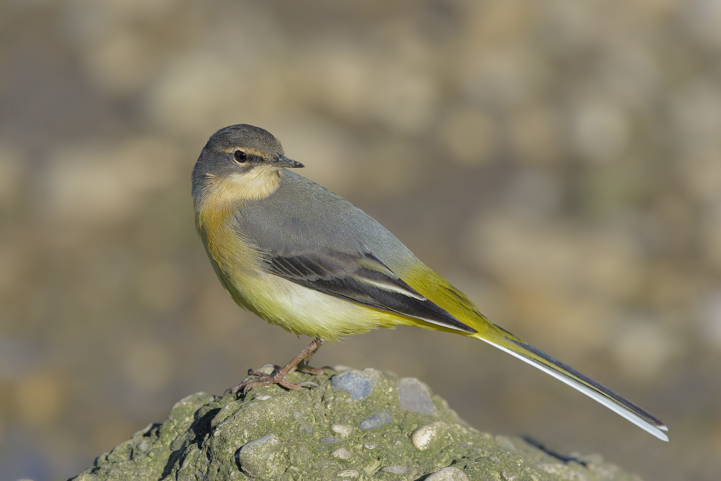 yellow wagtail
