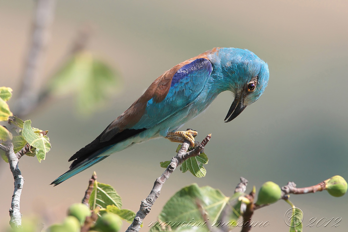 a greeting for all next year