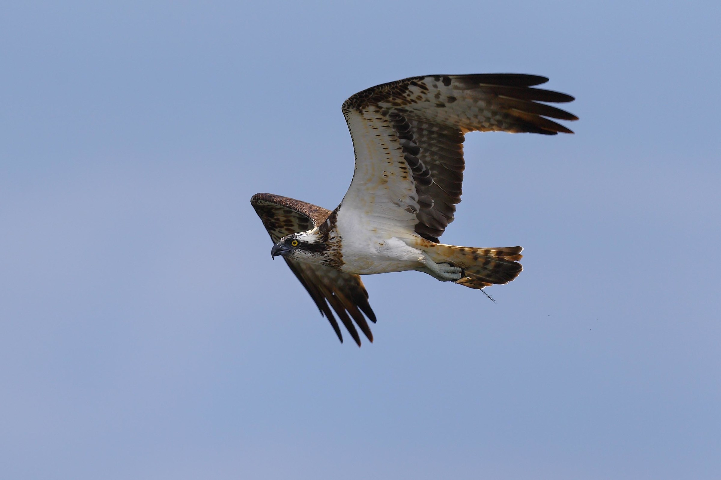 Osprey