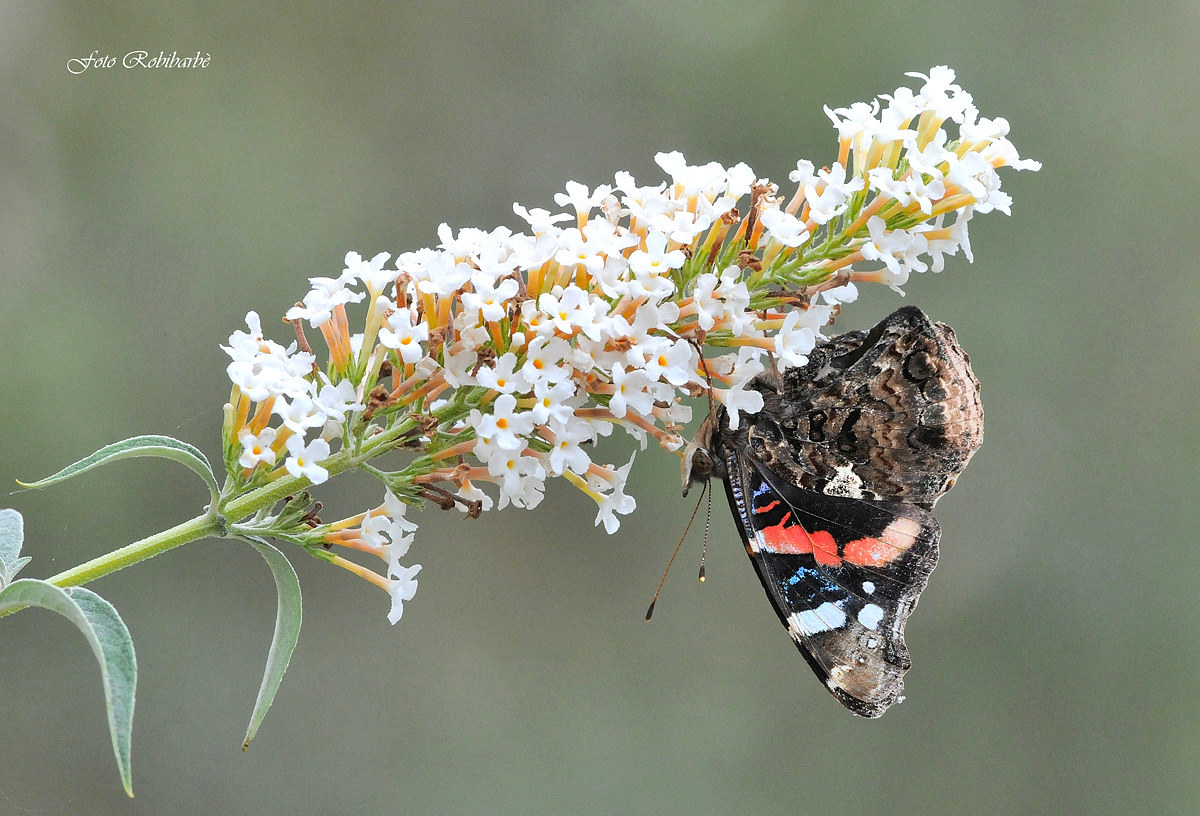 Vanessa capovolta...
