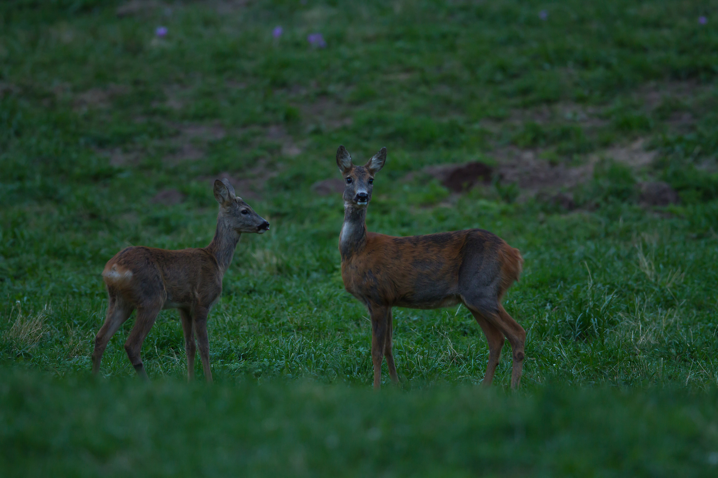 le fuggitive si sono fermate hi hi
