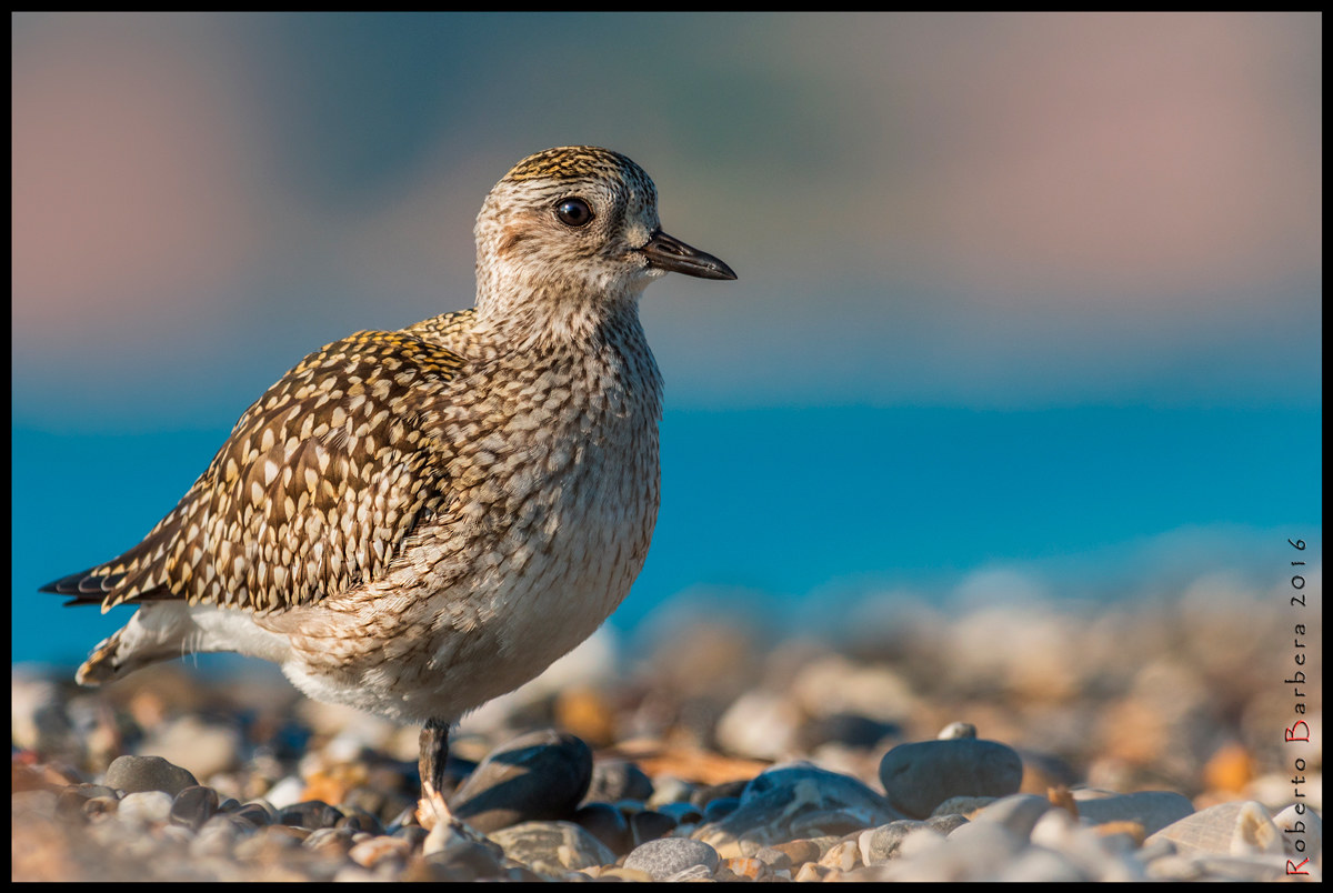 Grey Plover