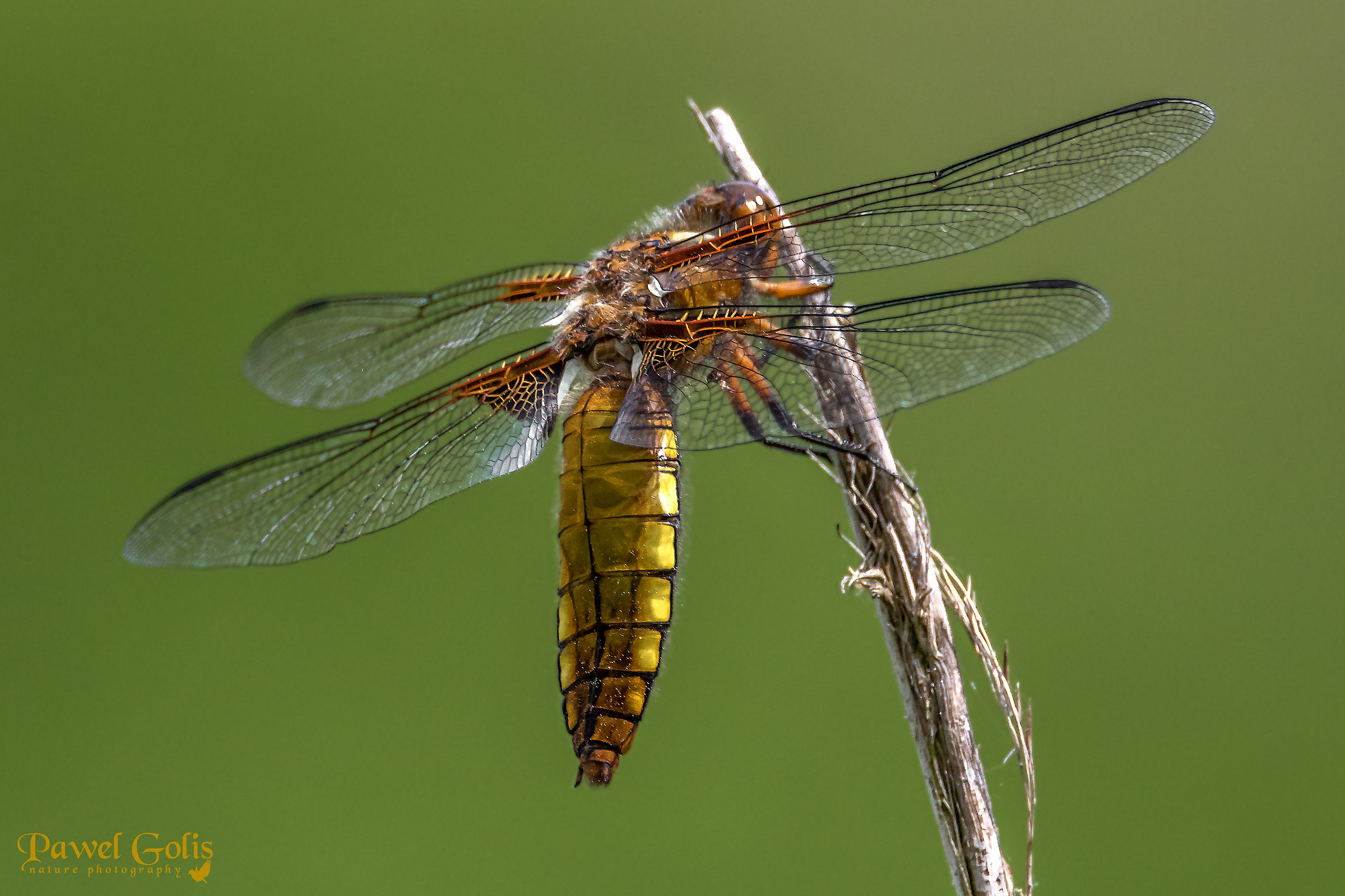 Libellula