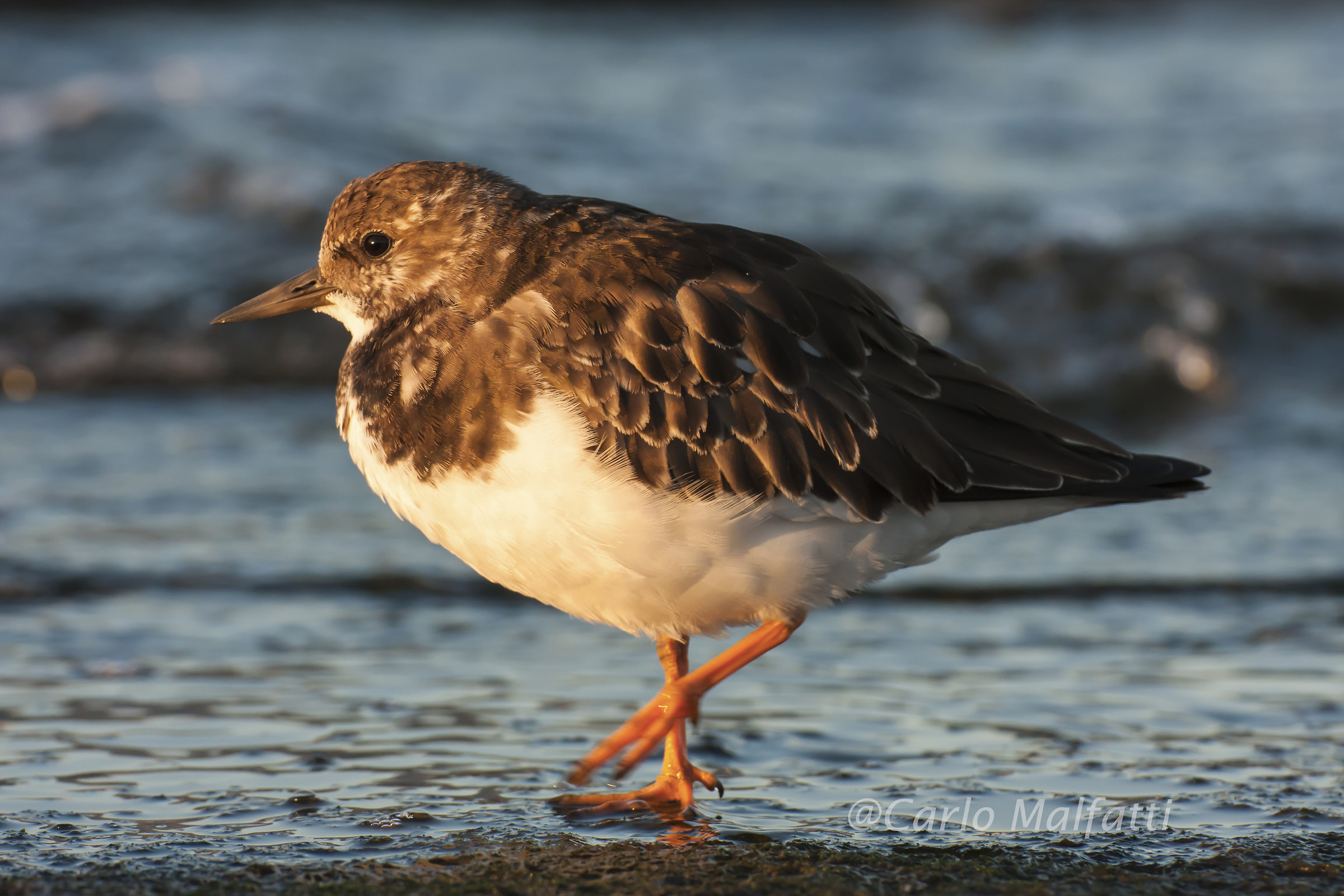 Turnstone dusk