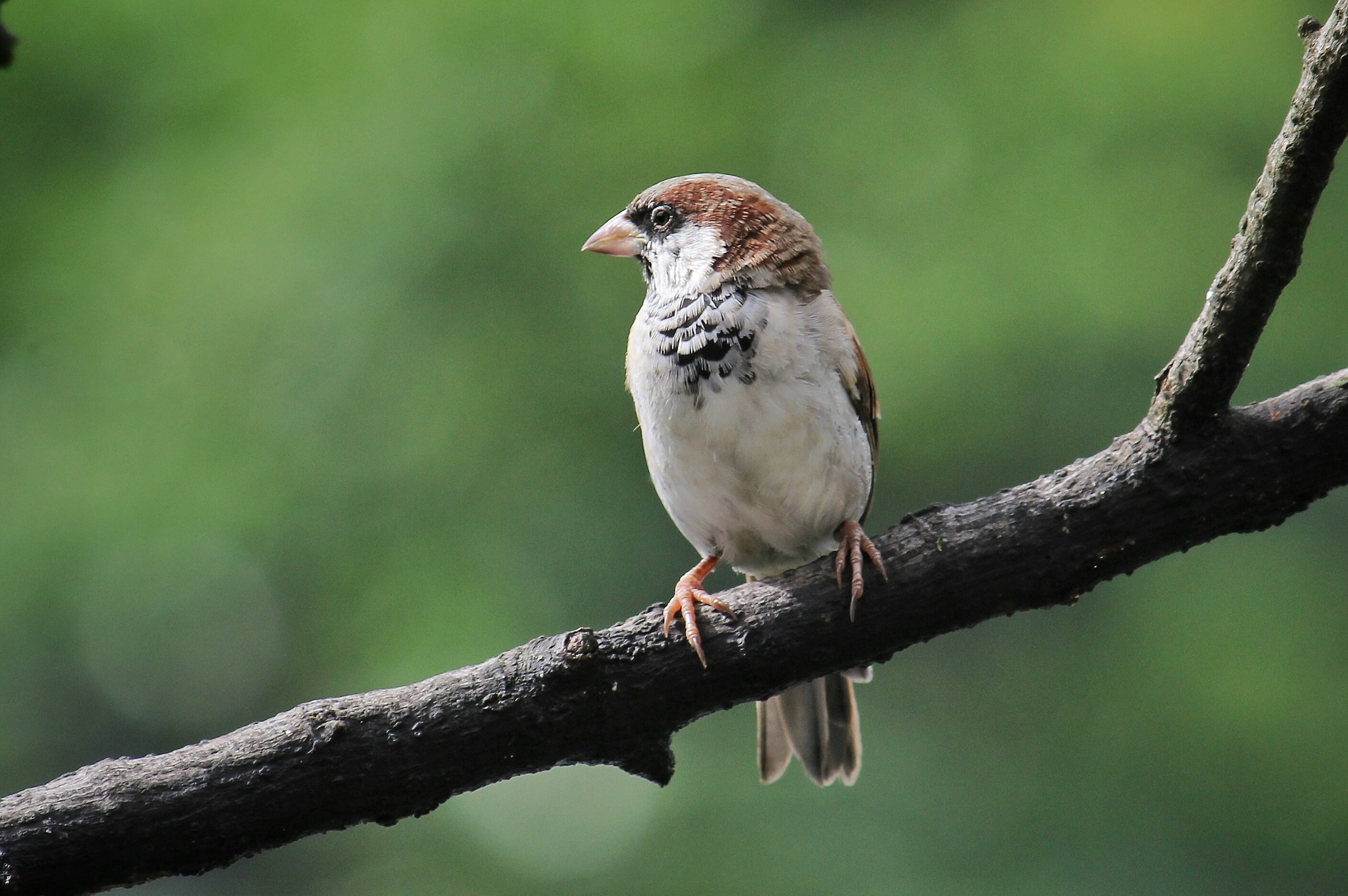 Common House Sparrow