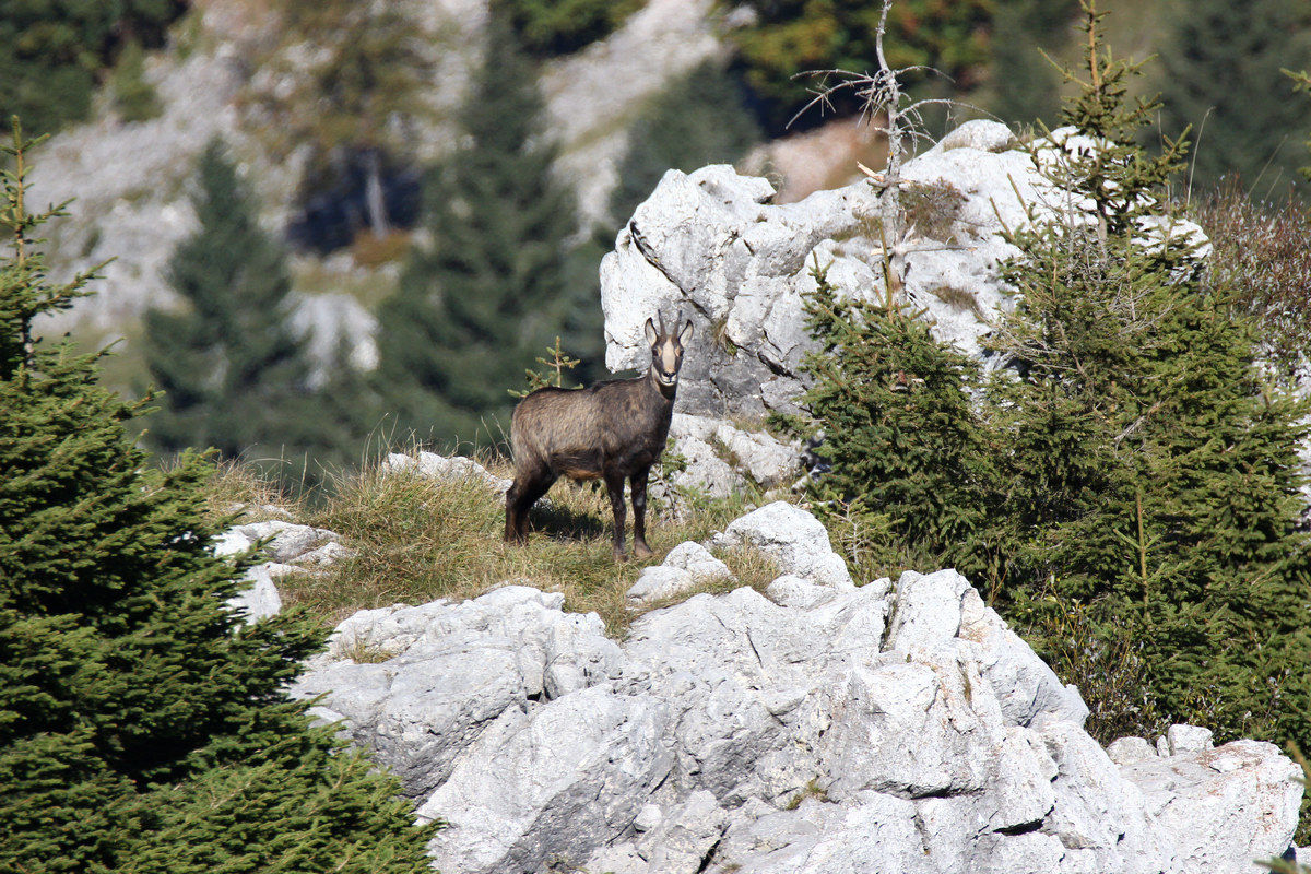 camosci sul grappa ottobre 2016