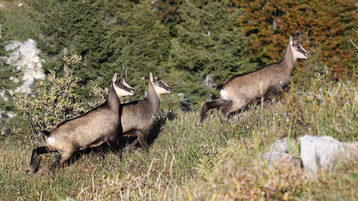 camosci sul grappa ottobre 2016
