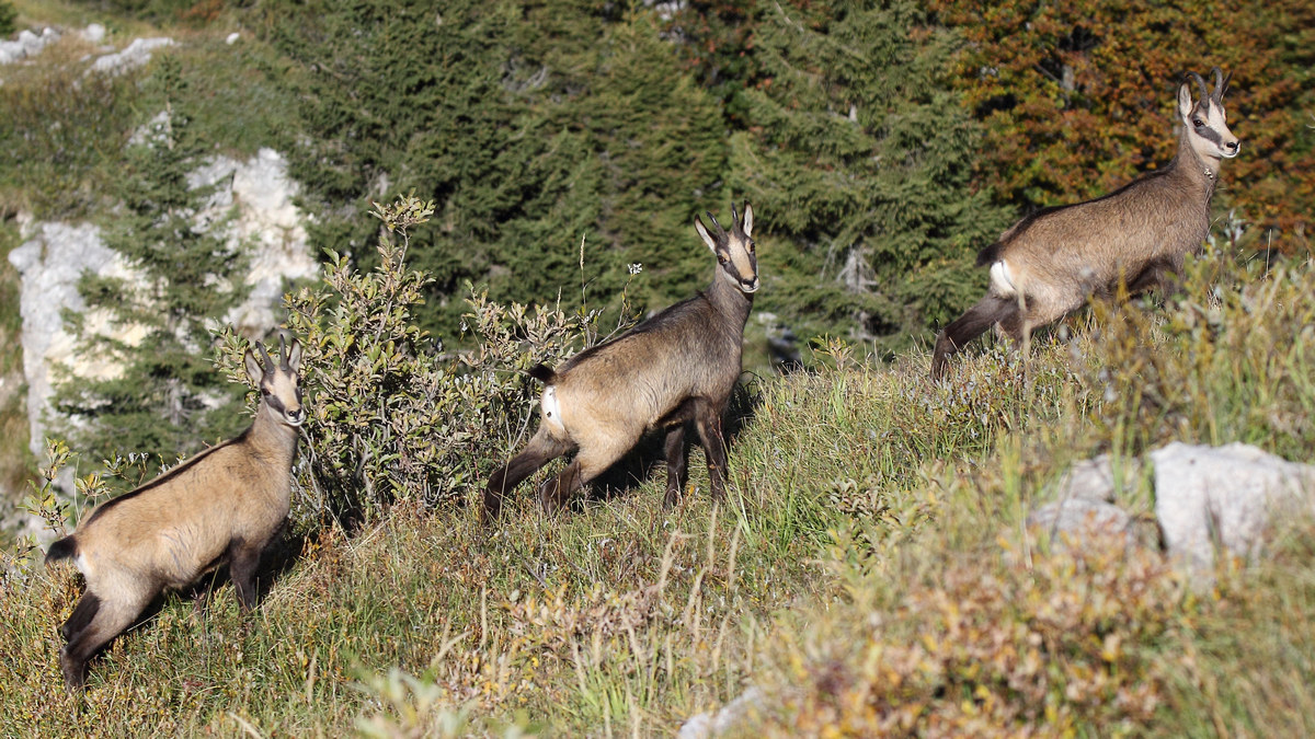 camosci sul grappa ottobre 2016