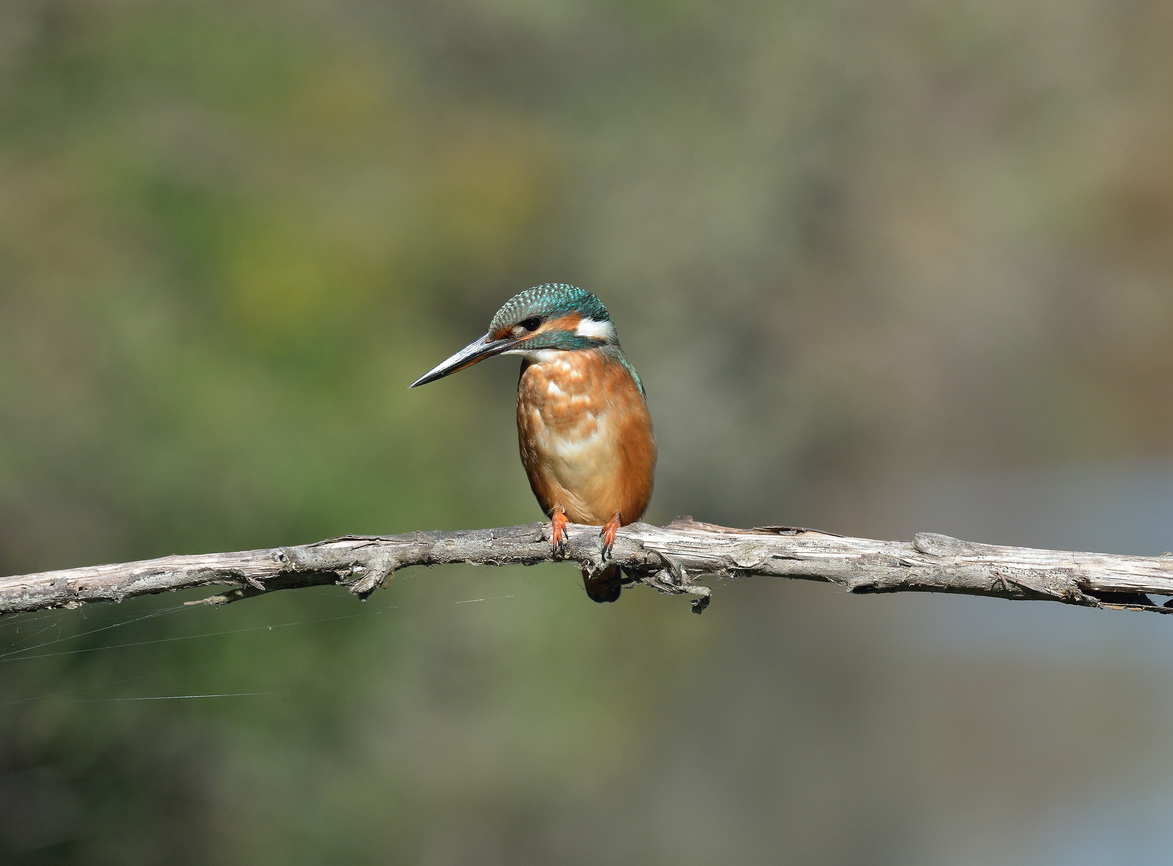 centro cicogne e anatidi racconigi