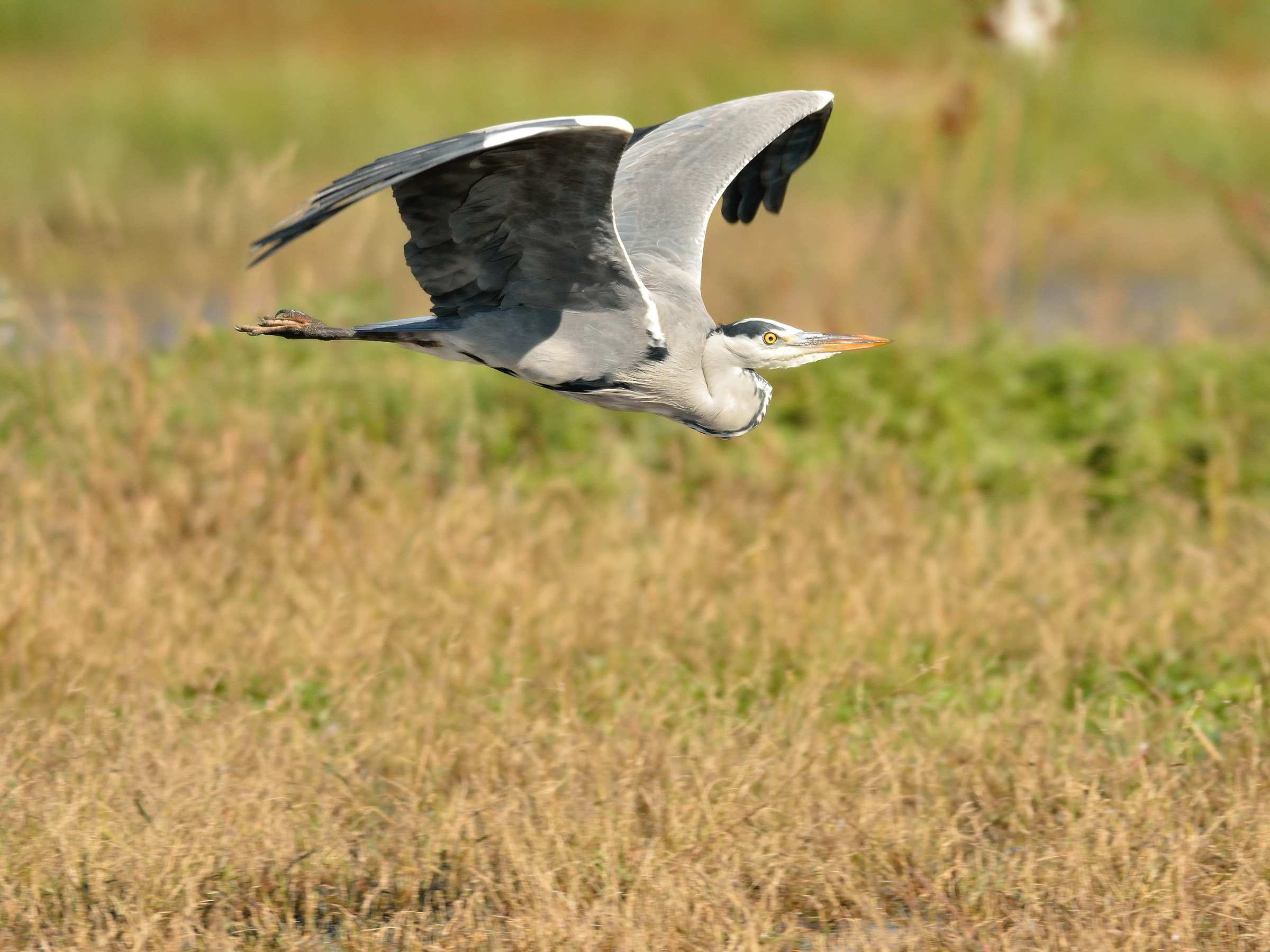centro cicogne e anatidi racconigi