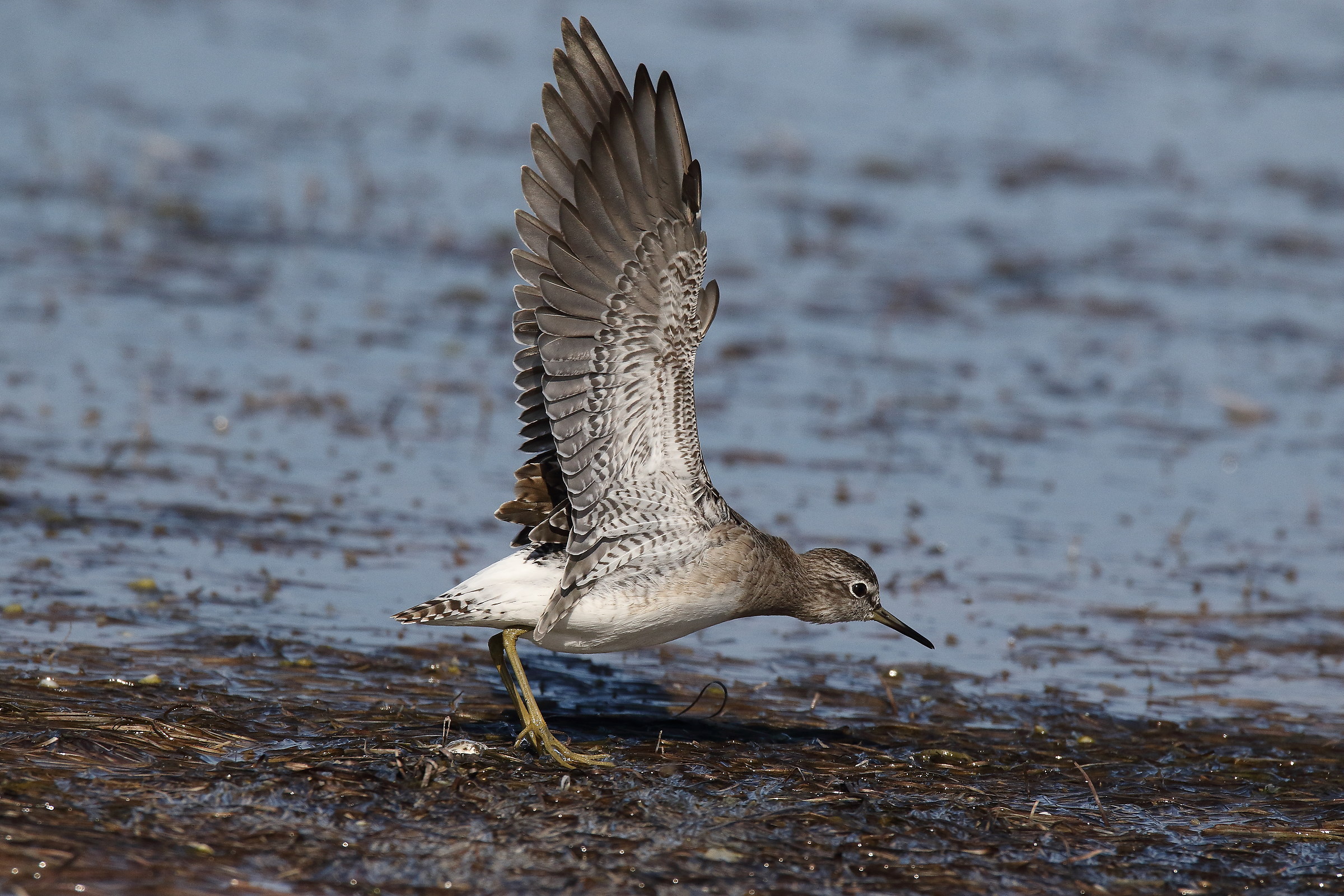 top wings! ... this is ......